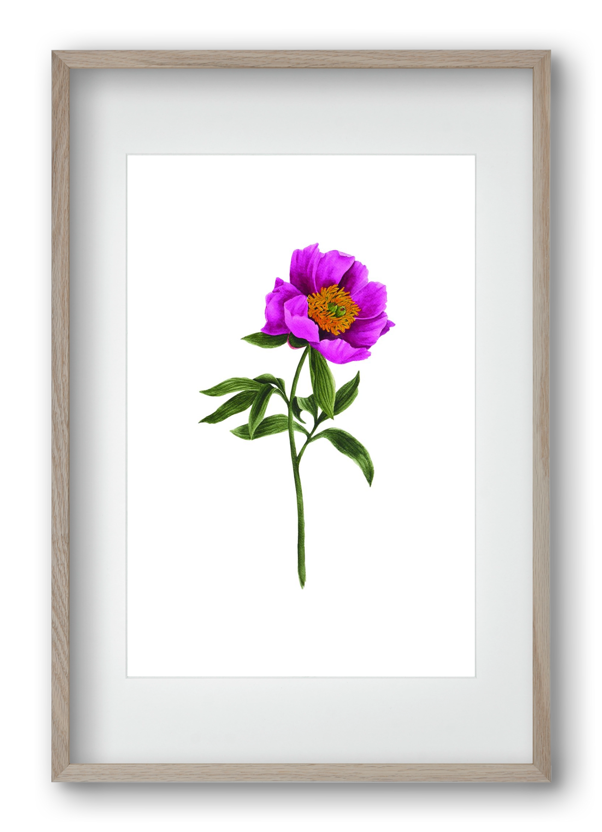 bánáti bazsarózsa, 40x60 cm (30x45 cm), Tölgy keret, paszpartuval