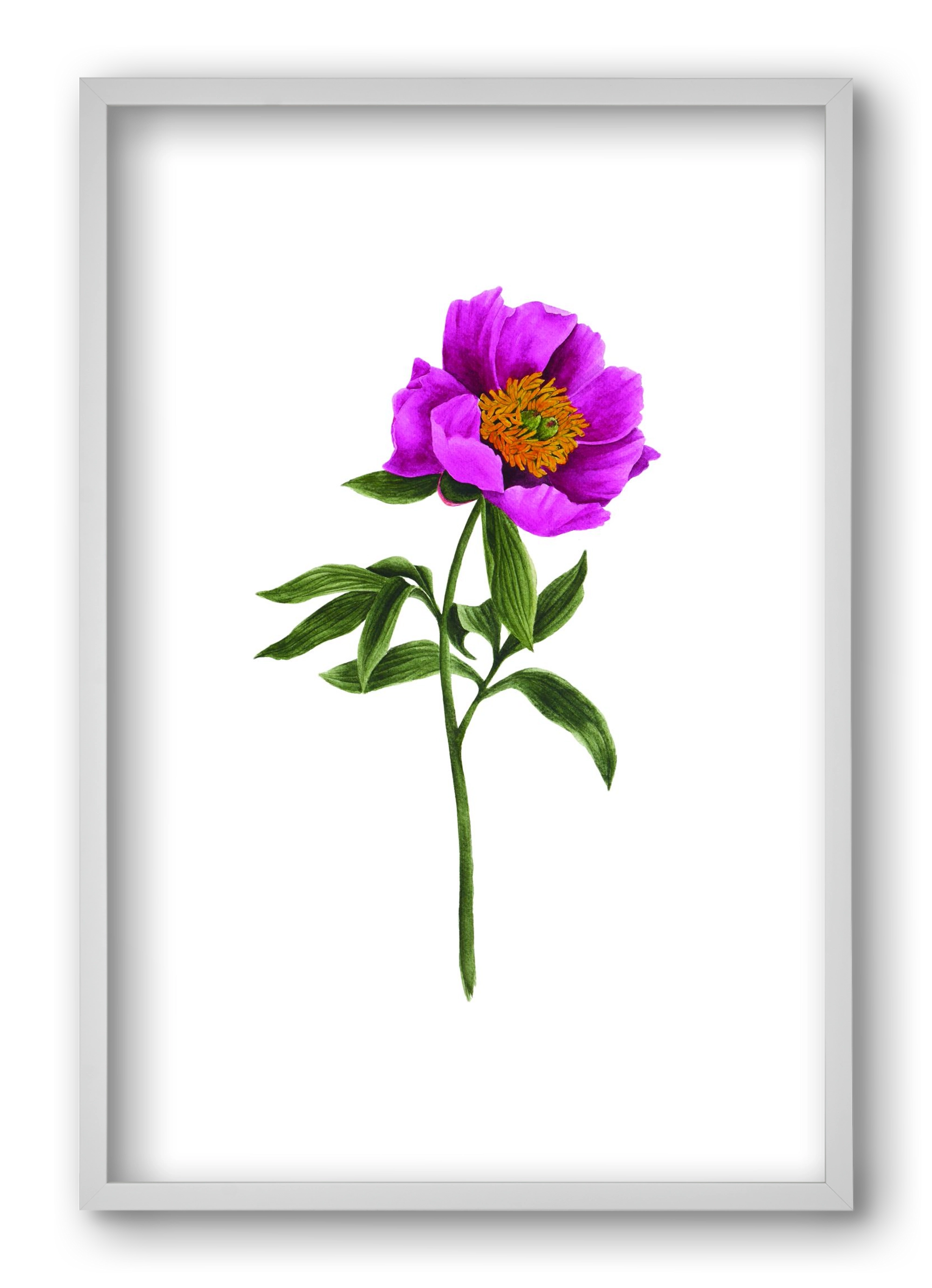 bánáti bazsarózsa, 40x60 cm (40x60 cm), Fehér keret