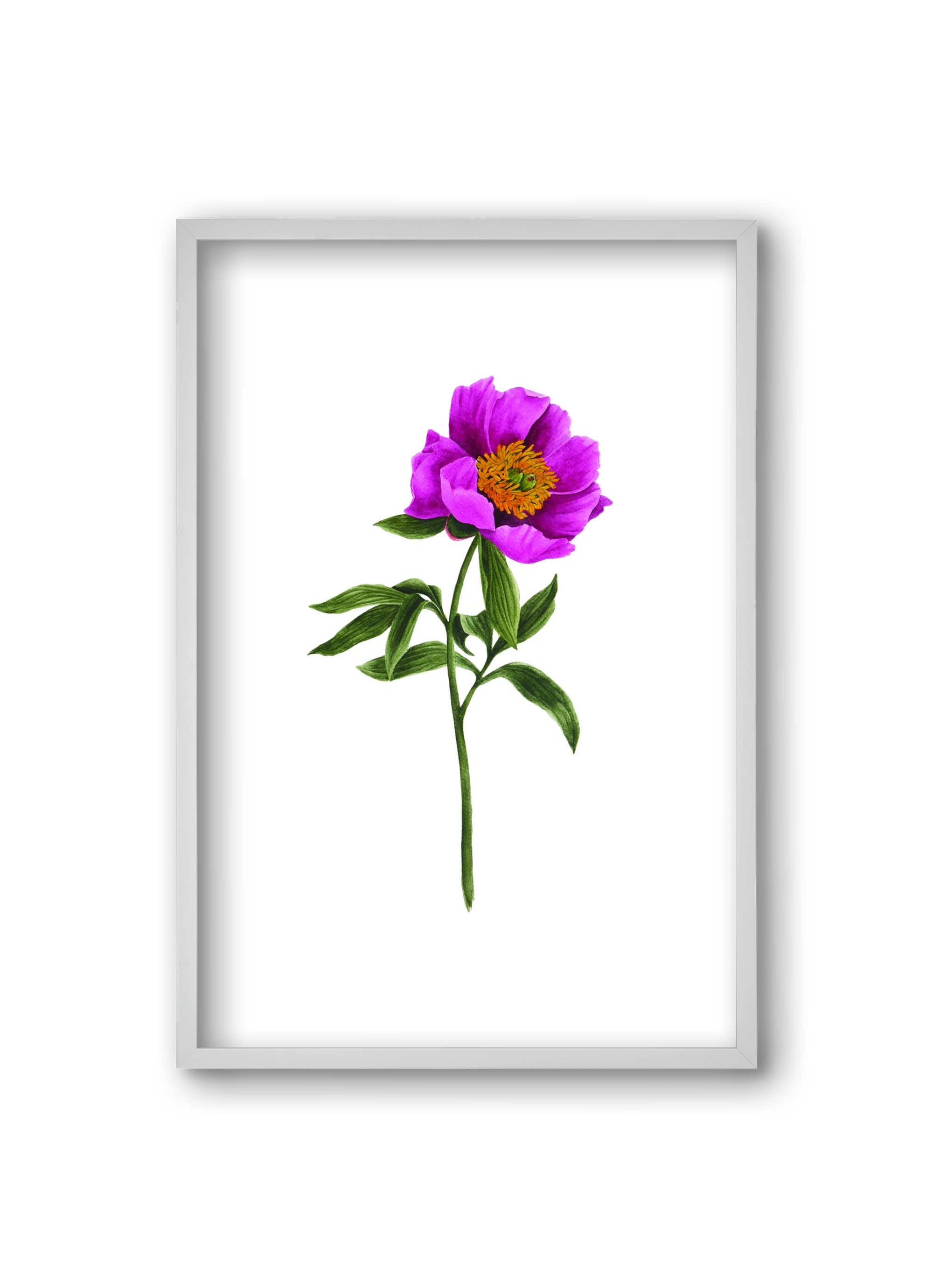 bánáti bazsarózsa, 20x30 cm (20x30 cm), Fehér keret