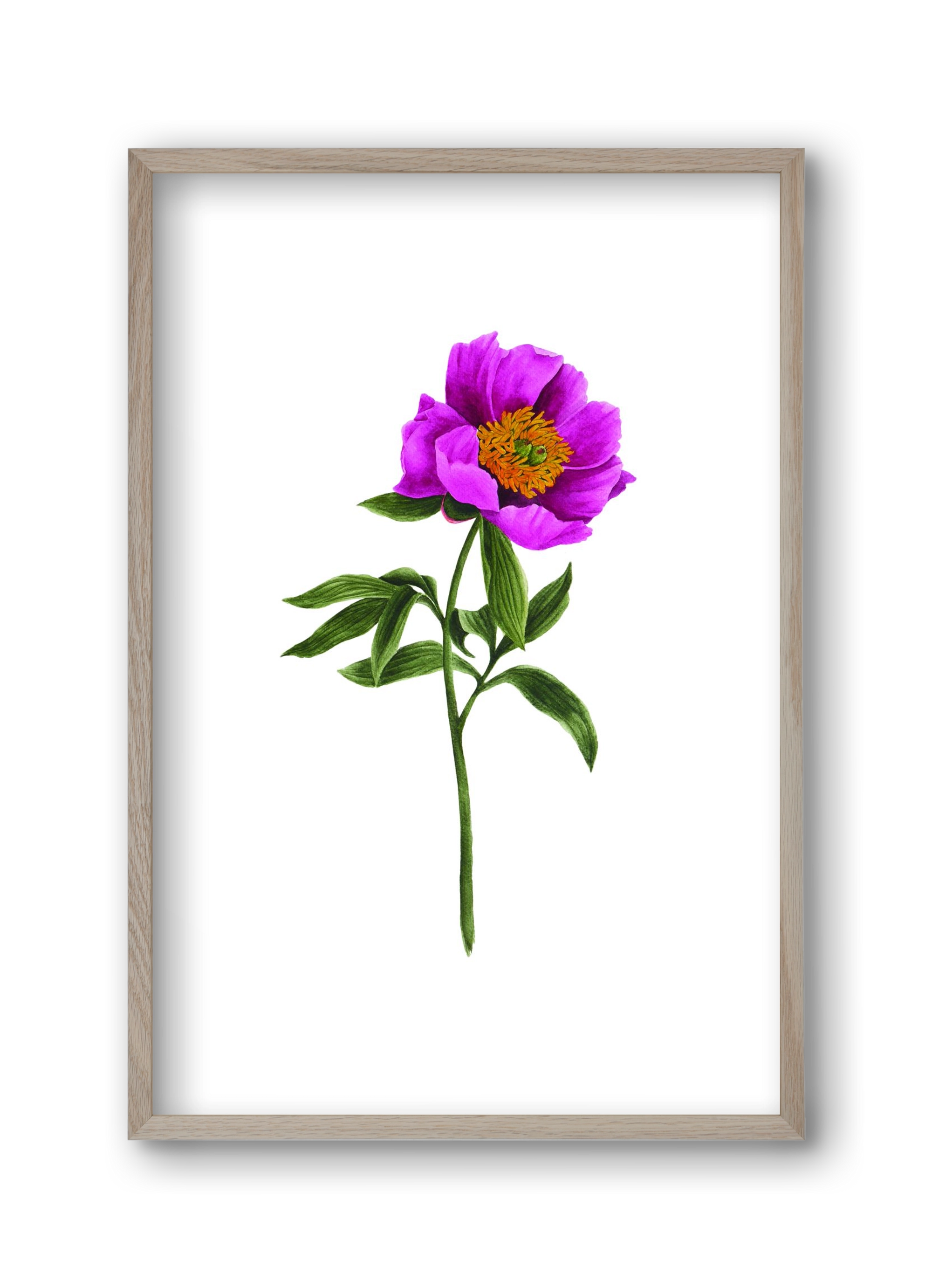 bánáti bazsarózsa, 30x45 cm (30x45 cm), Tölgy keret