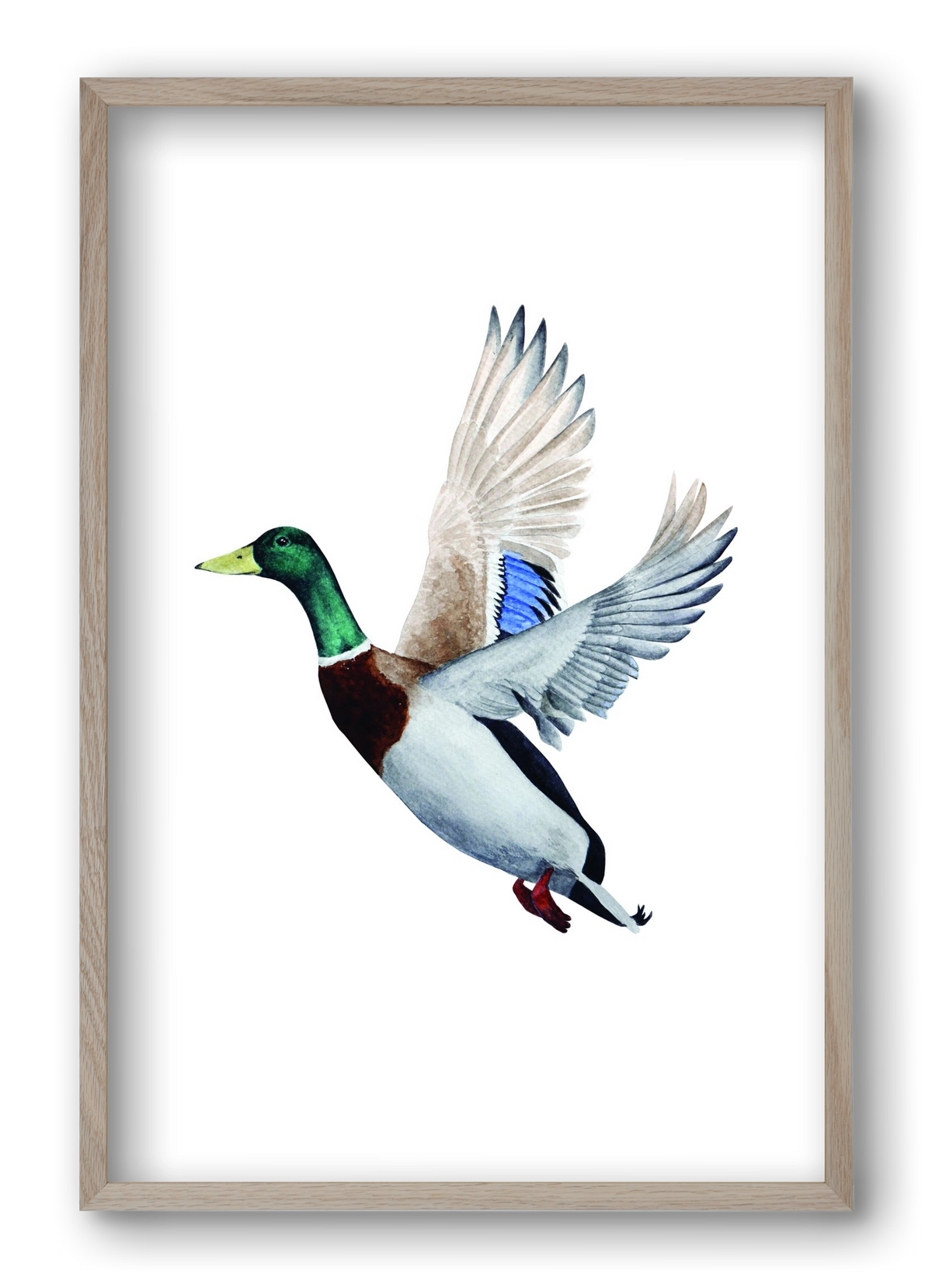 duck, 40x60 cm (40x60 cm), Tölgy keret