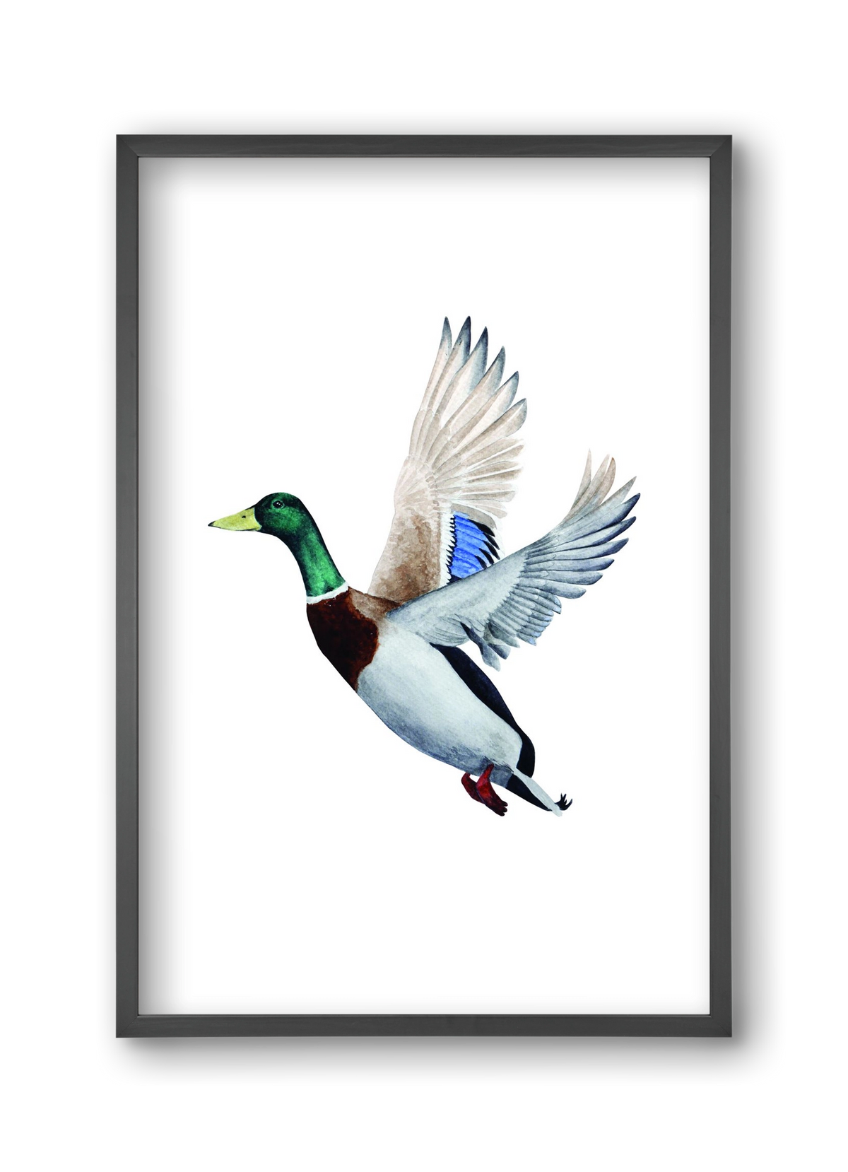 duck, 30x45 cm (30x45 cm), Fekete keret