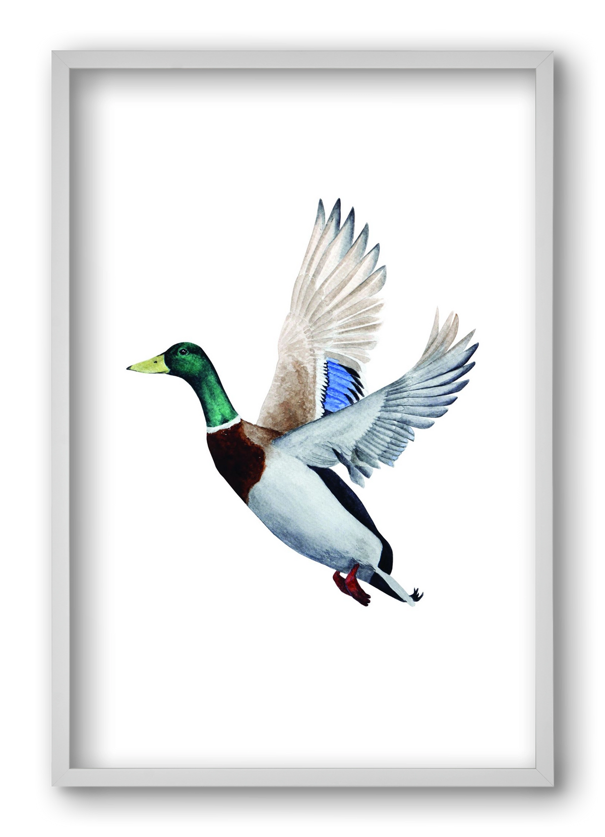 duck, 40x60 cm (40x60 cm), Fehér keret