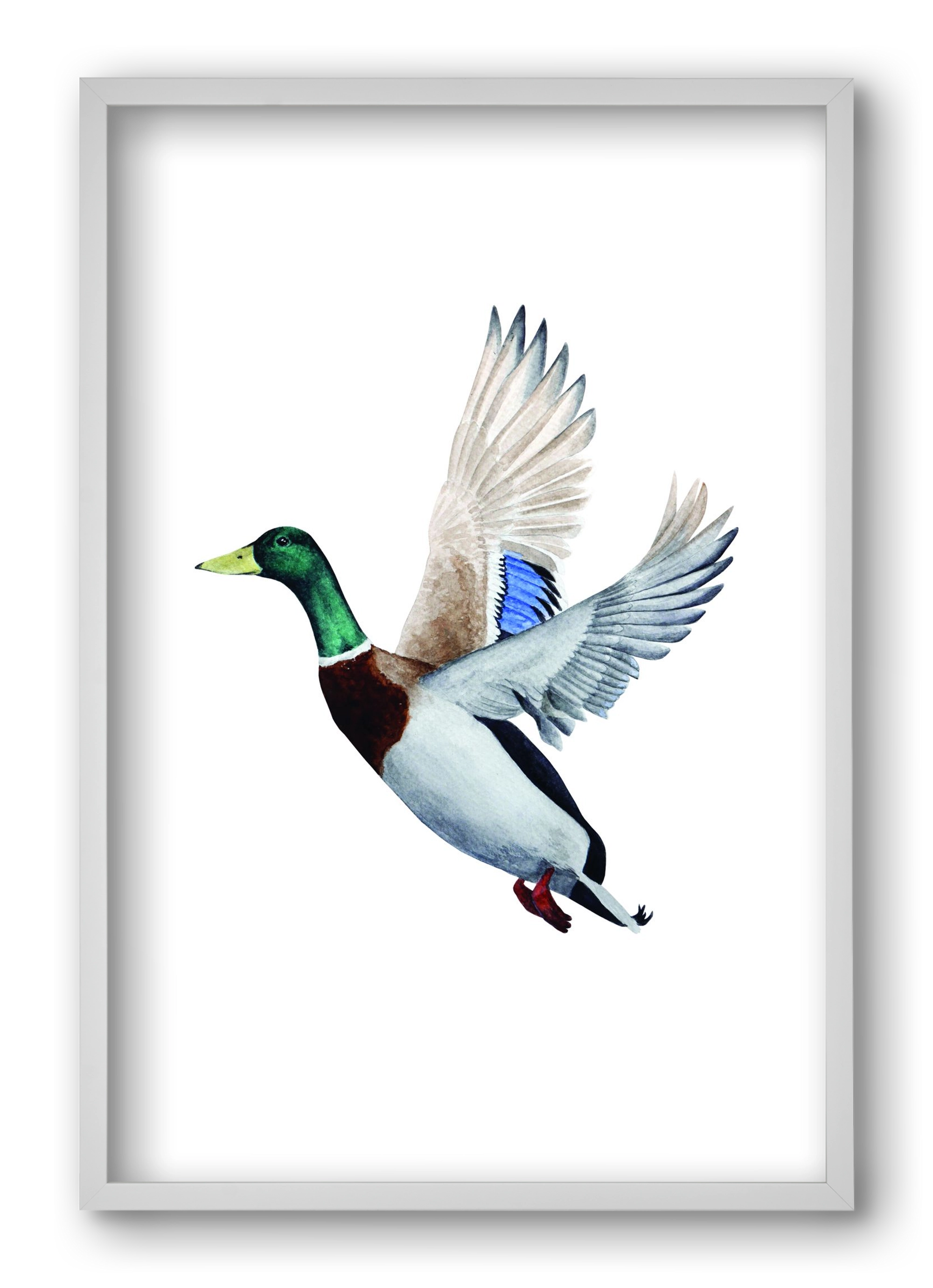 duck, 40x60 cm (40x60 cm), Fehér keret