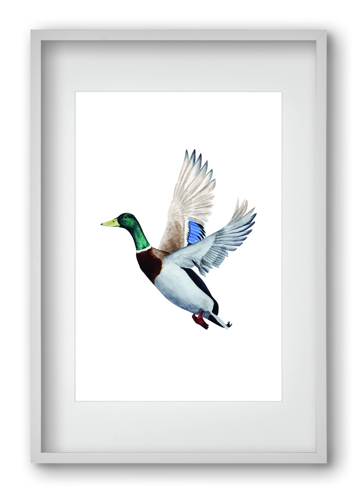 duck, 40x60 cm (30x45 cm), Fehér keret, paszpartuval