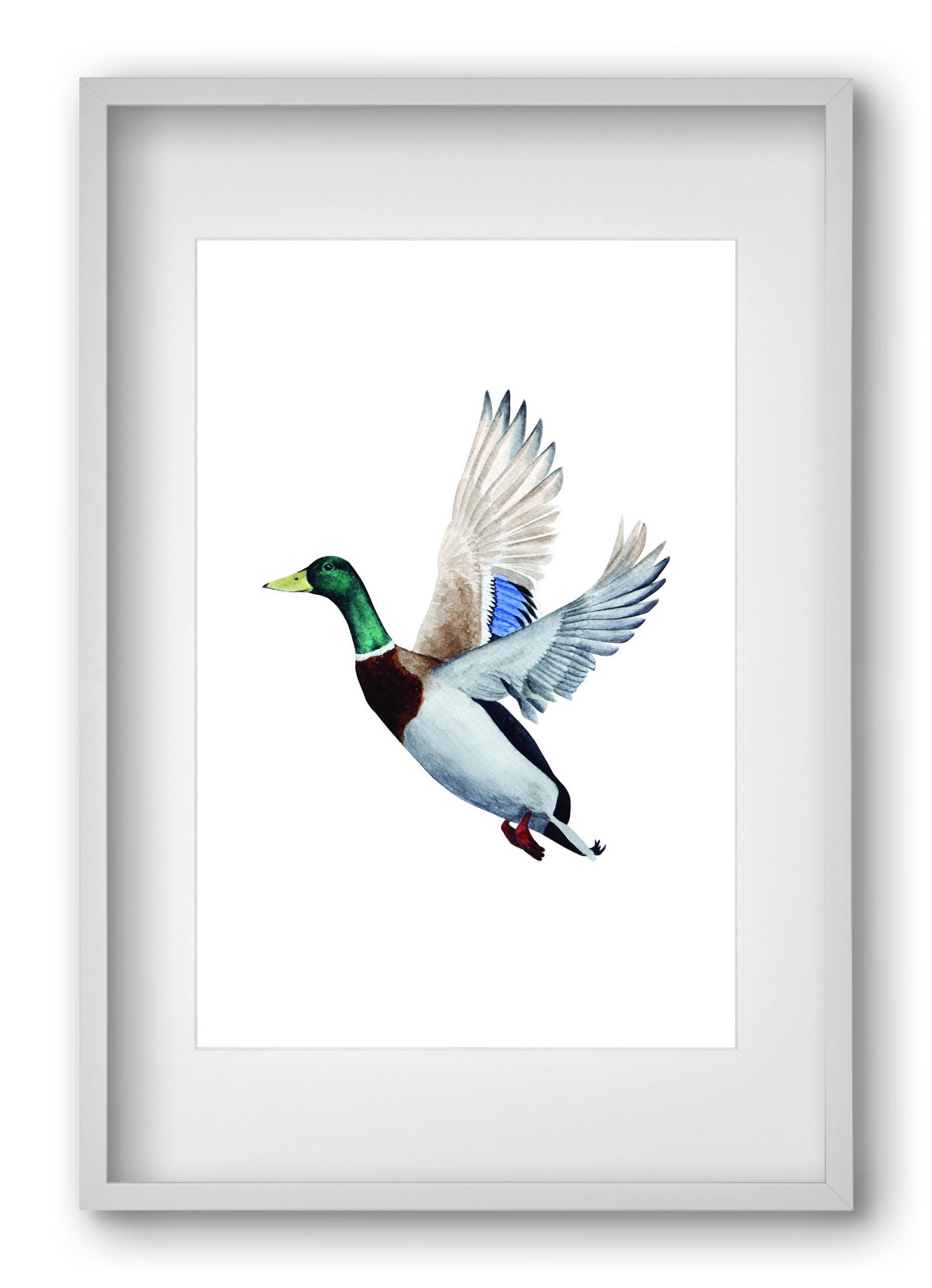 duck, 40x60 cm (30x45 cm), Fehér keret, paszpartuval