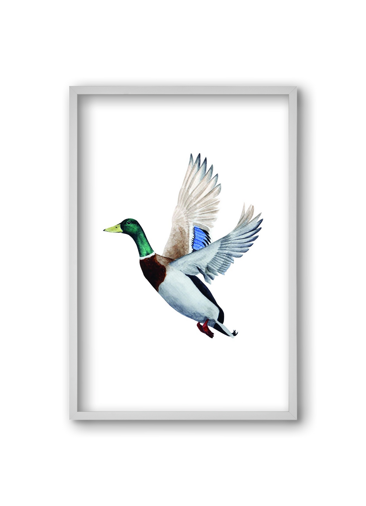 duck, 20x30 cm (20x30 cm), Fehér keret