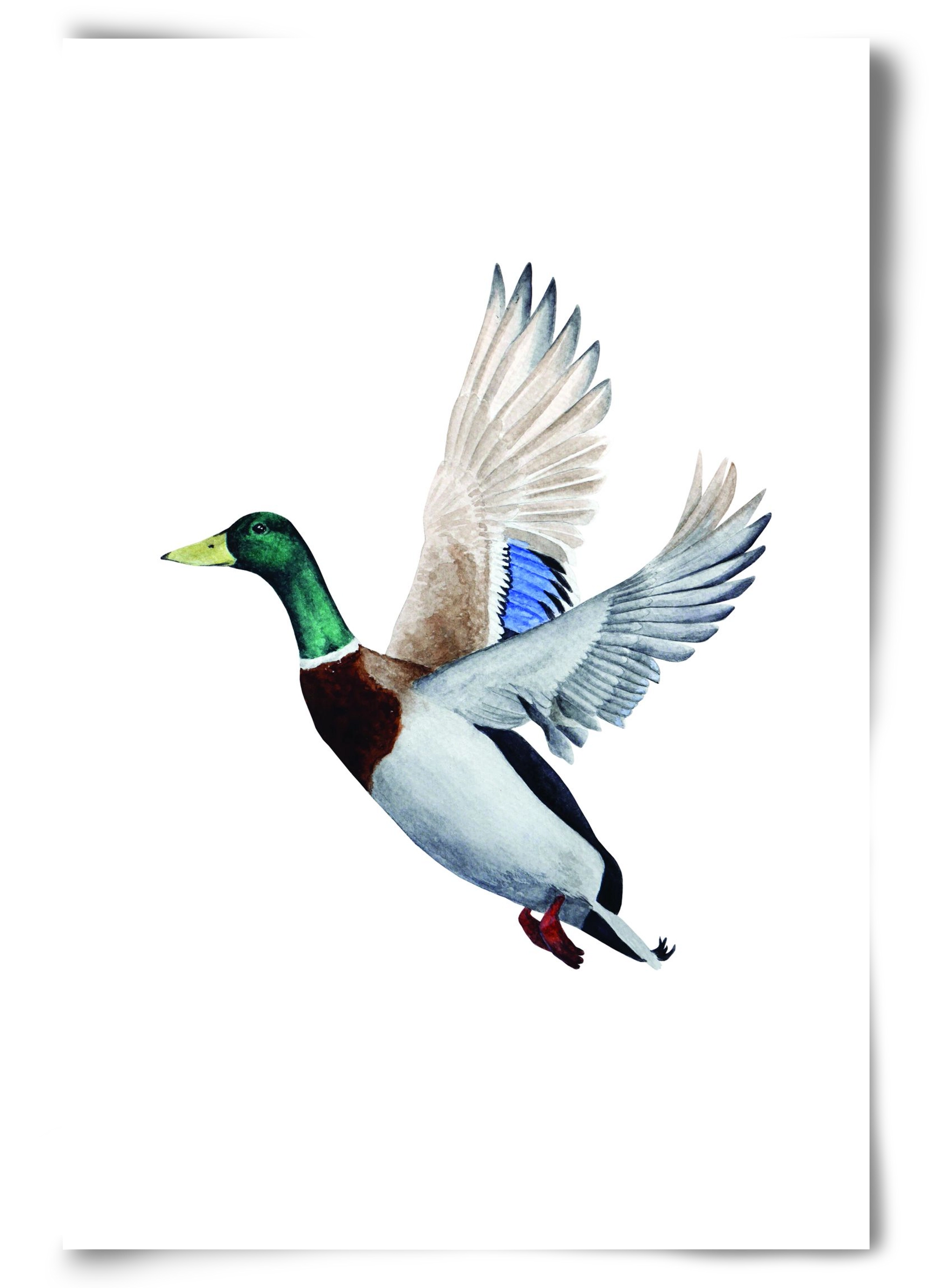 duck, 60x90 cm, Keret nélkül