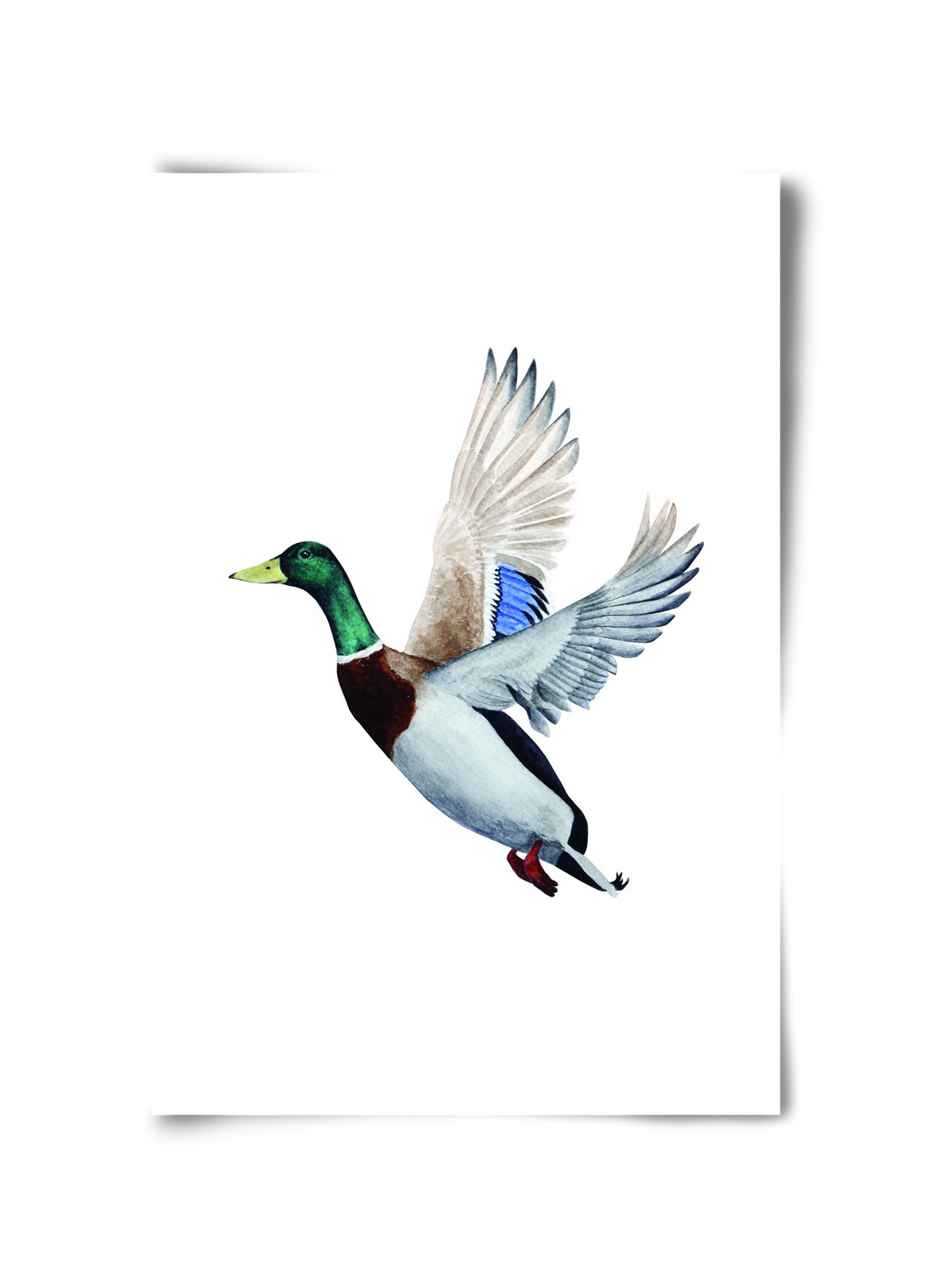 duck, 30x45 cm, Keret nélkül