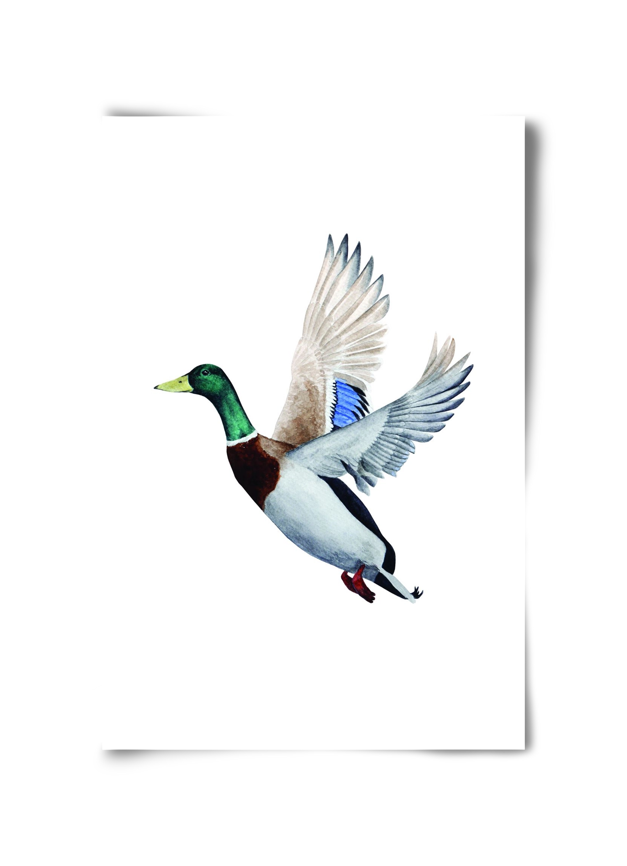 duck, 30x45 cm, Keret nélkül