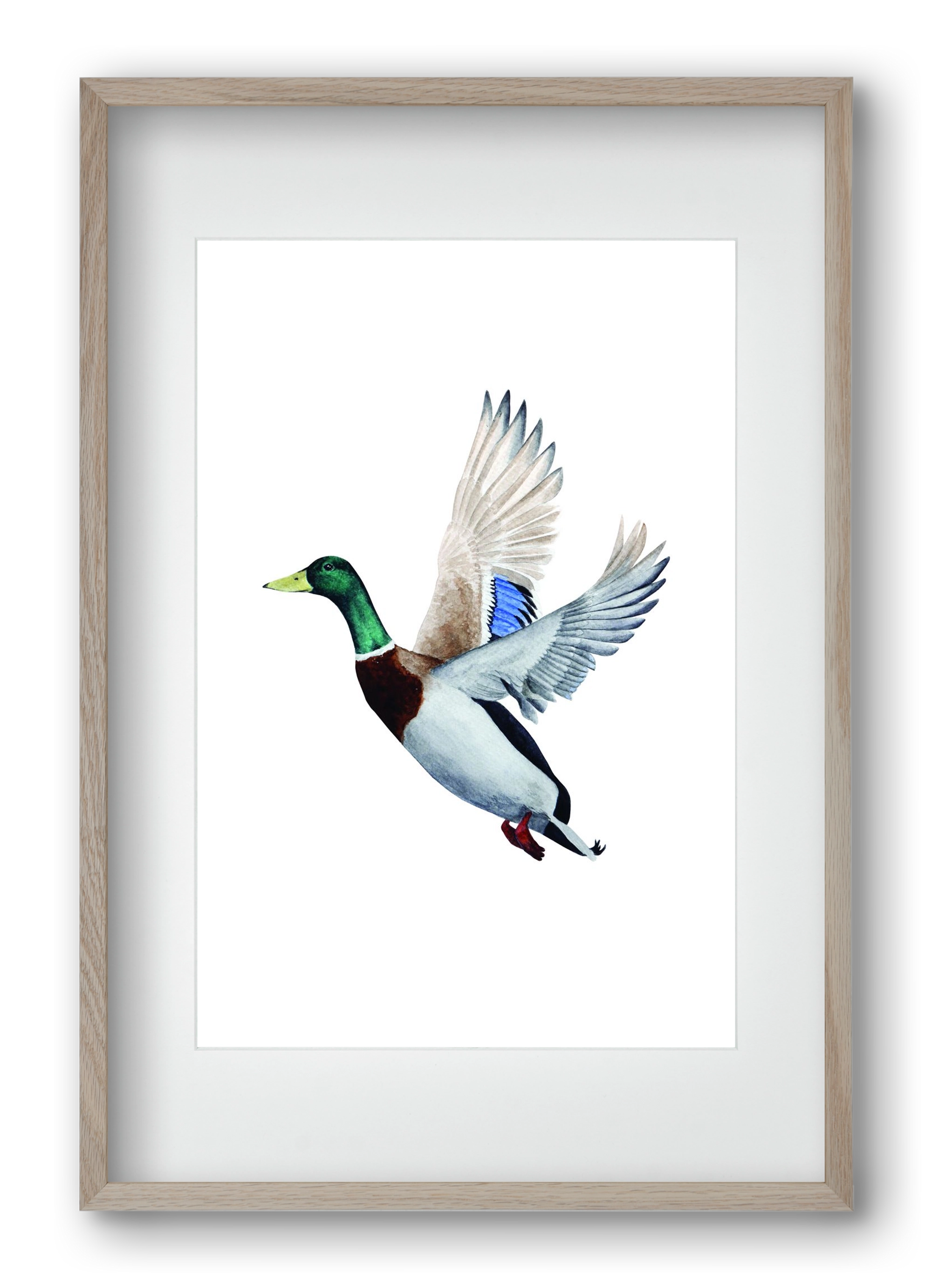 duck, 40x60 cm (30x45 cm), Tölgy keret, paszpartuval