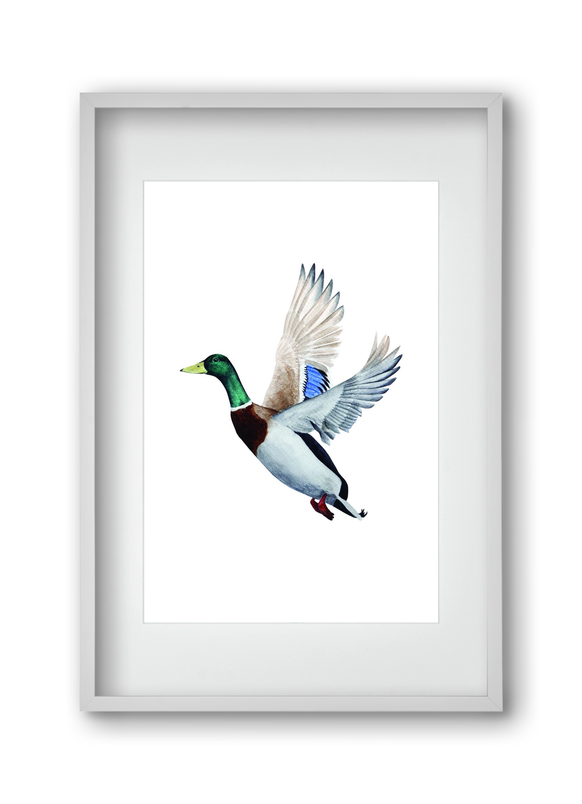 duck, 30x45 cm (20x30 cm), Fehér keret, paszpartuval