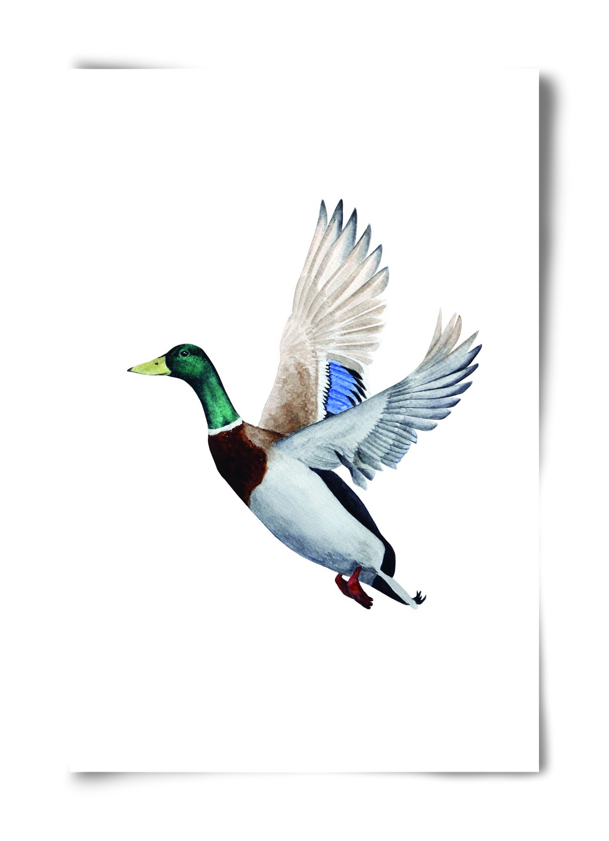 duck, 40x60 cm, Keret nélkül