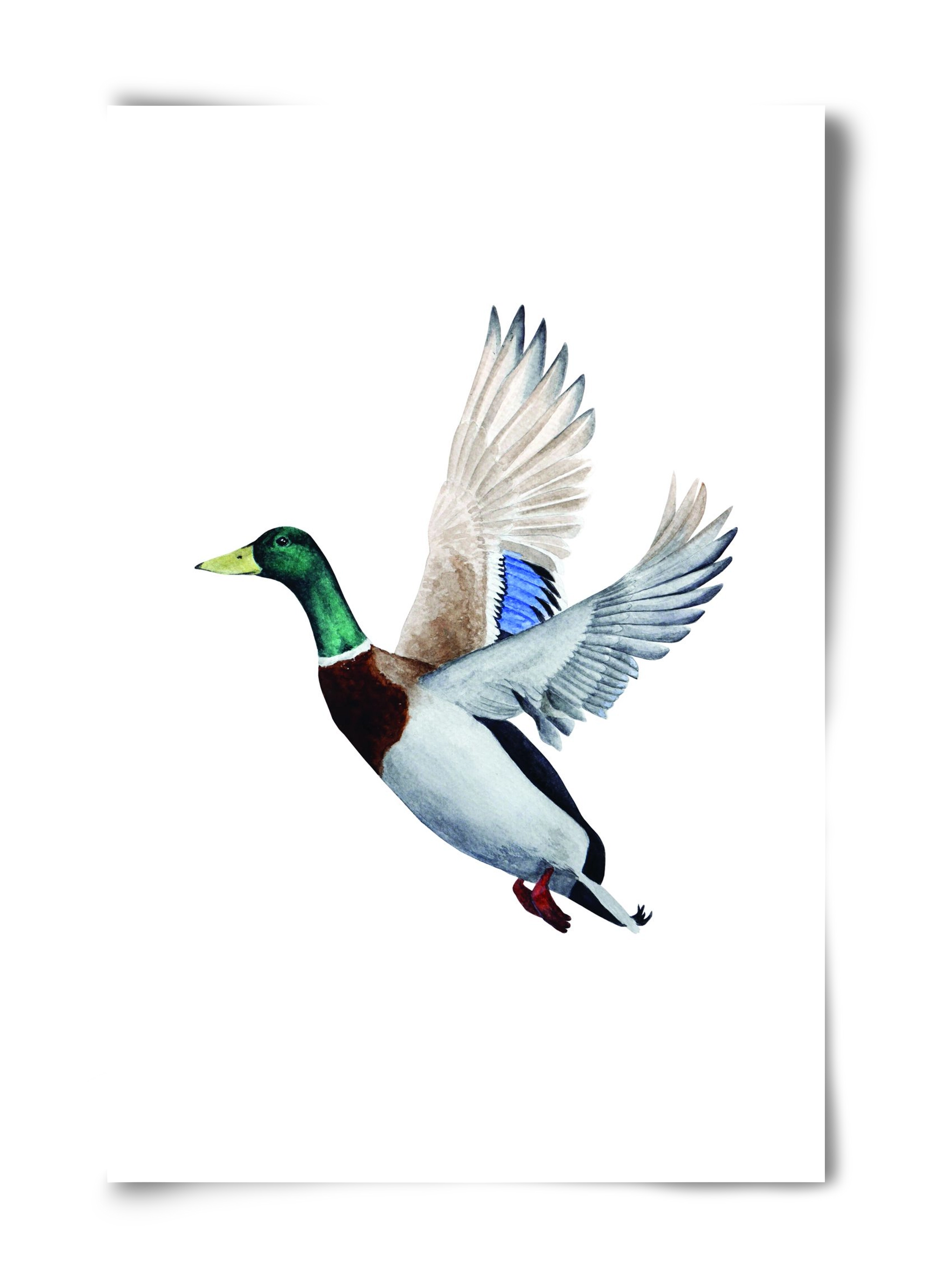 duck, 40x60 cm, Keret nélkül