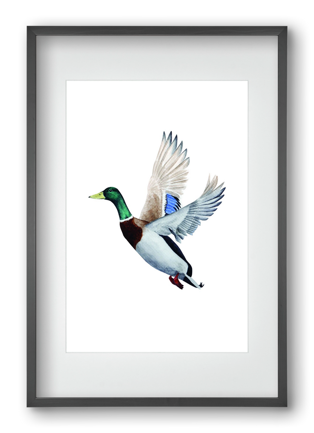 duck, 40x60 cm (30x45 cm), Fekete keret, paszpartuval
