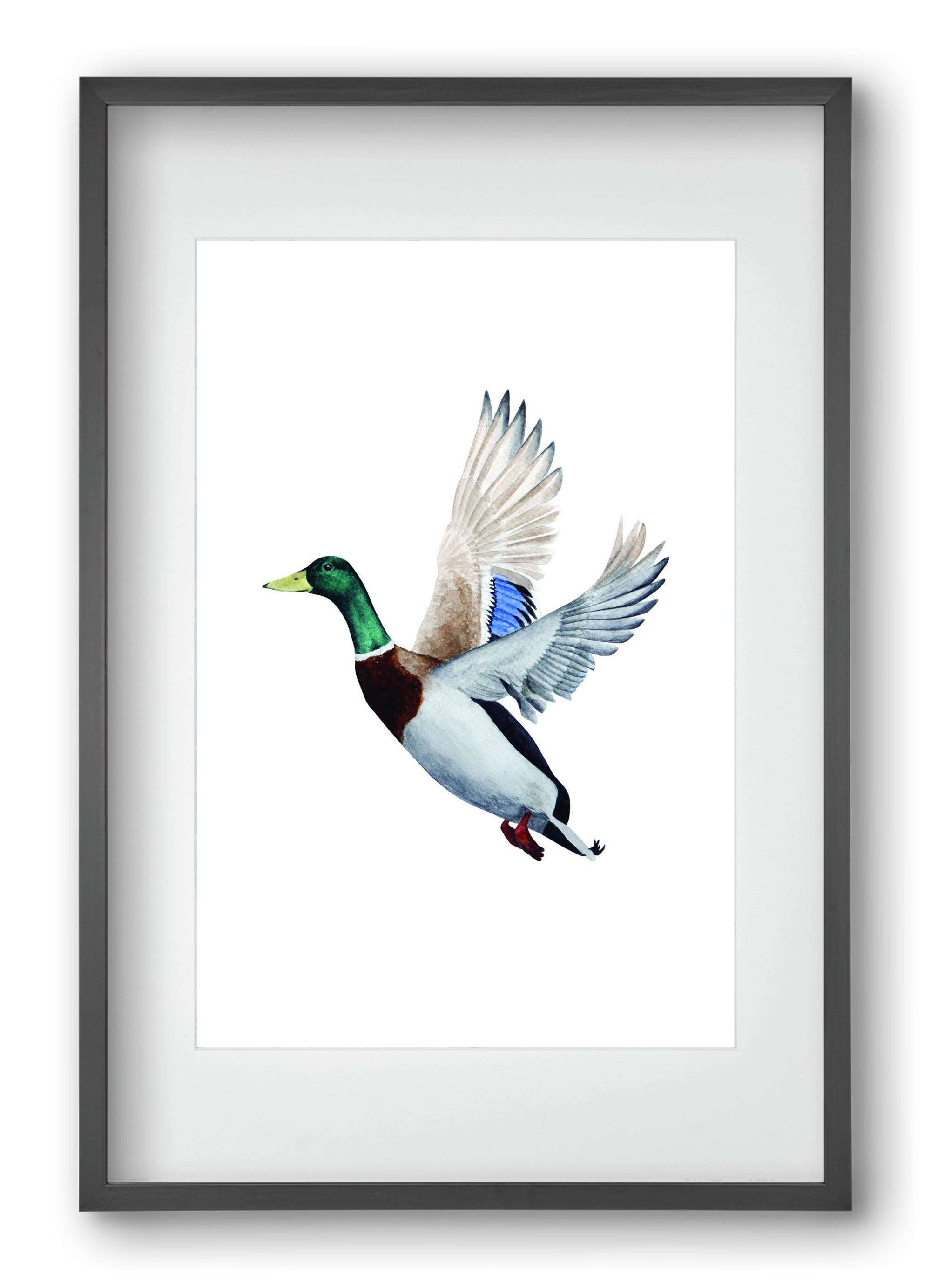 duck, 40x60 cm (30x45 cm), Fekete keret, paszpartuval