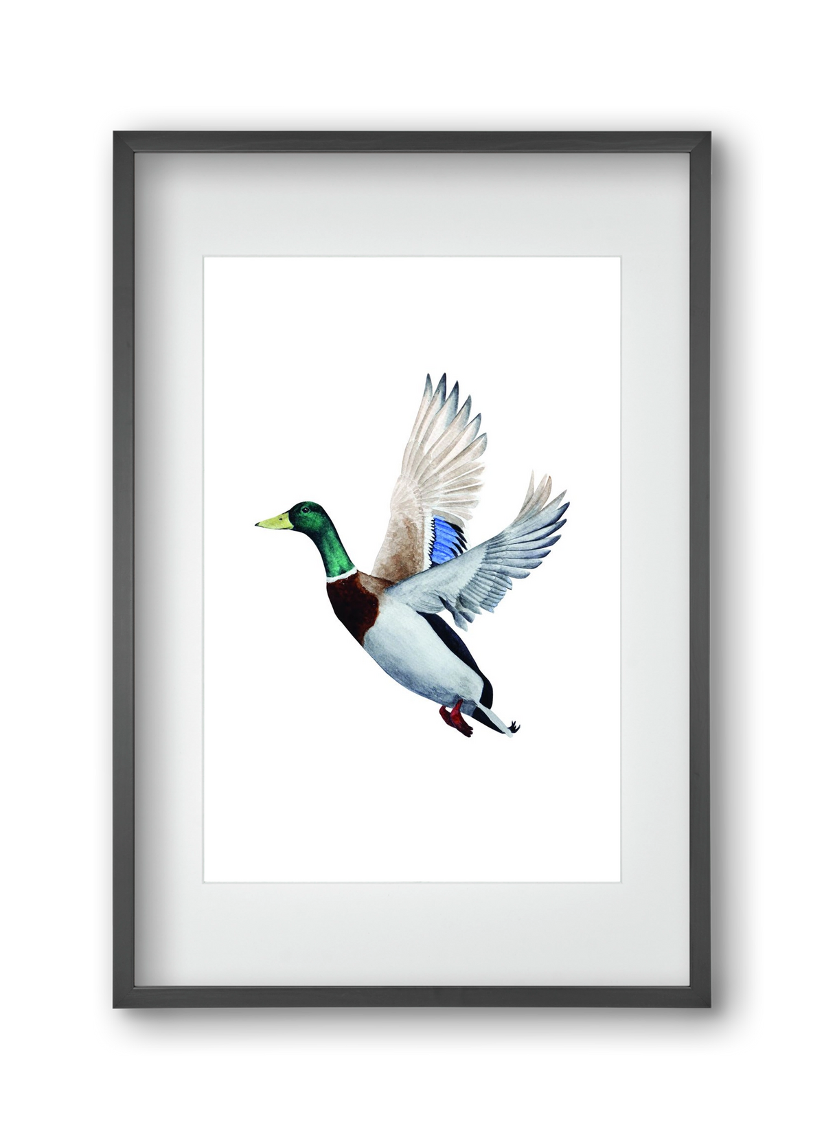 duck, 30x45 cm (20x30 cm), Fekete keret, paszpartuval