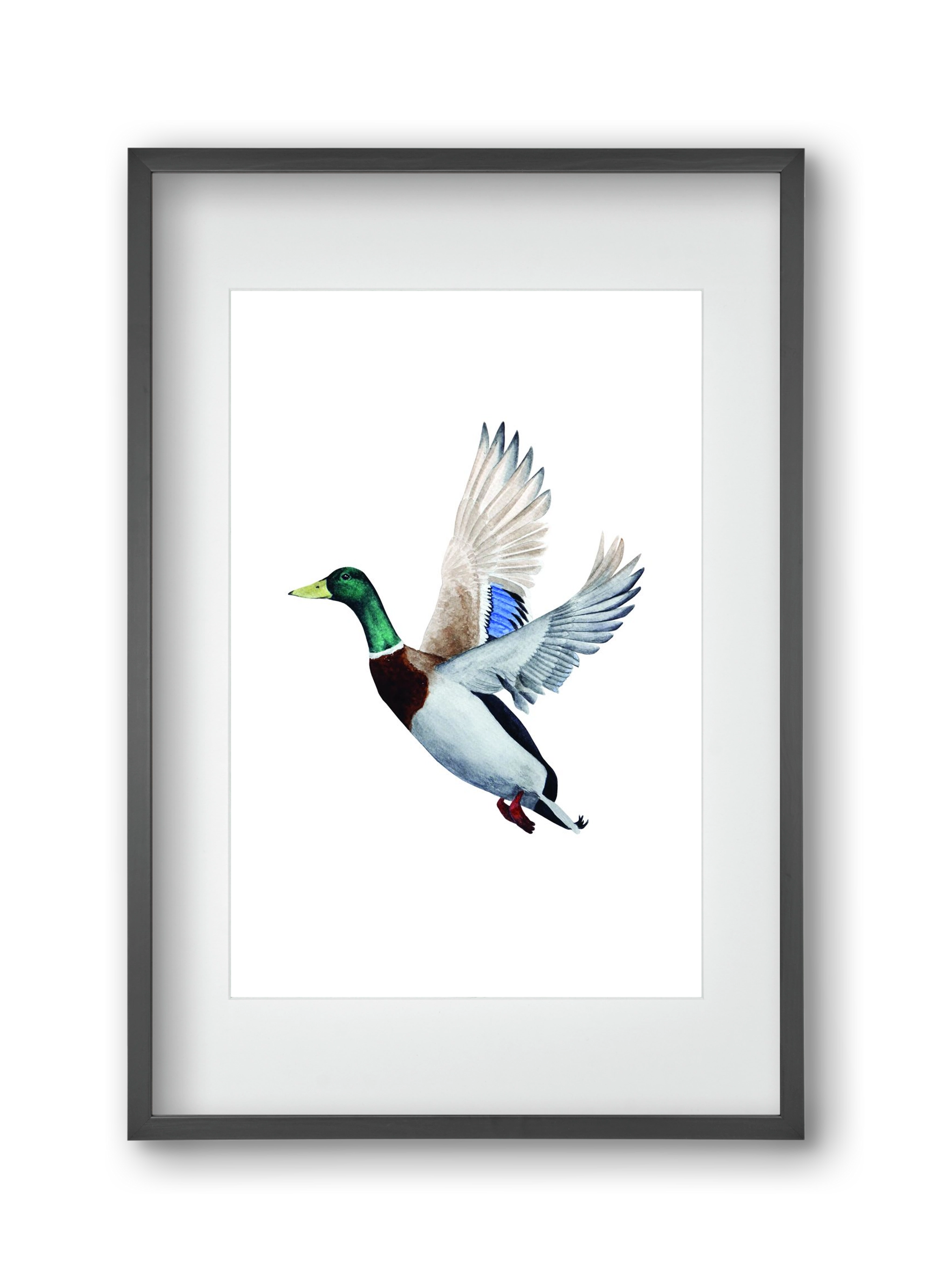 duck, 30x45 cm (20x30 cm), Fekete keret, paszpartuval