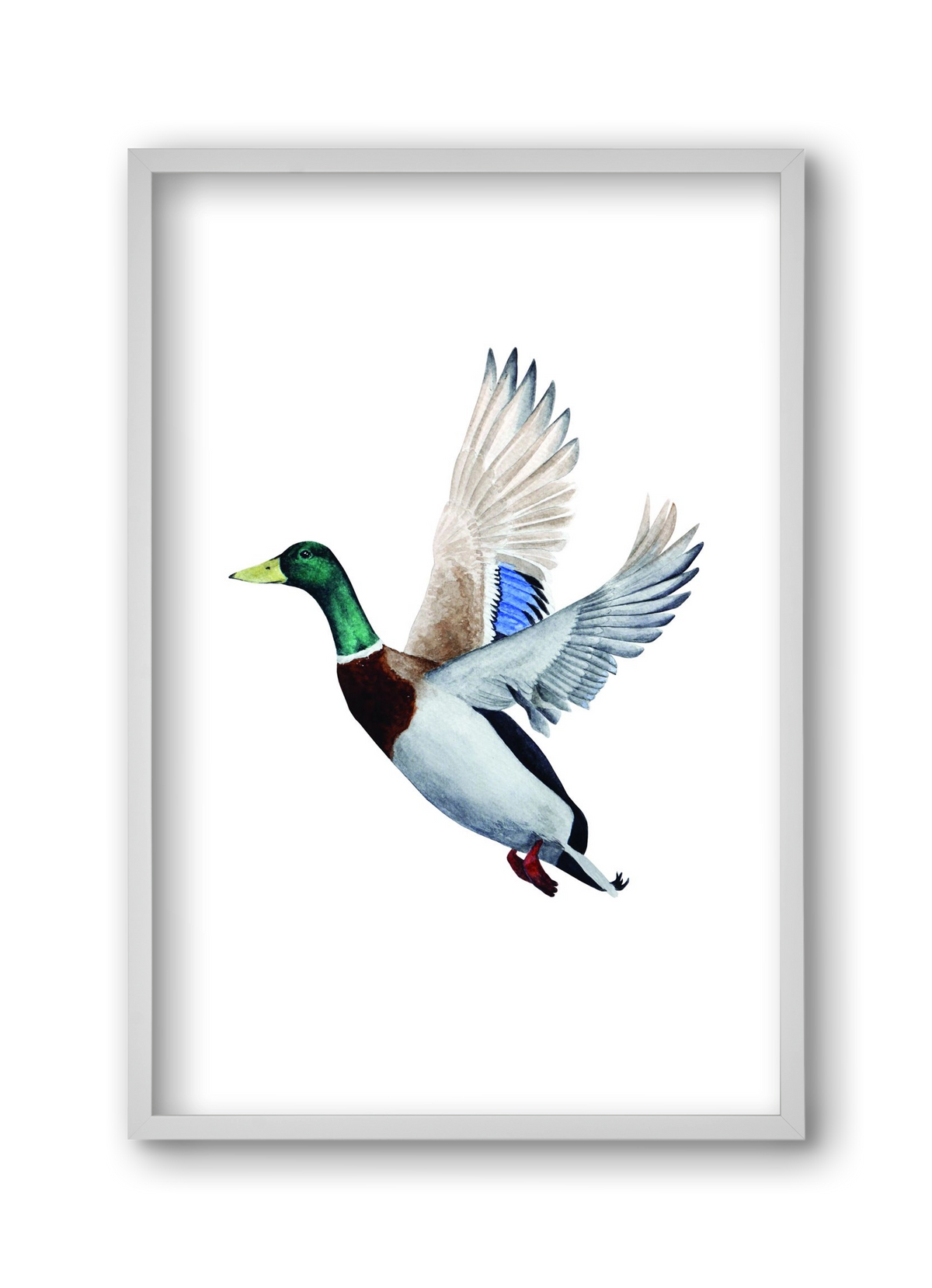 duck, 30x45 cm (30x45 cm), Fehér keret