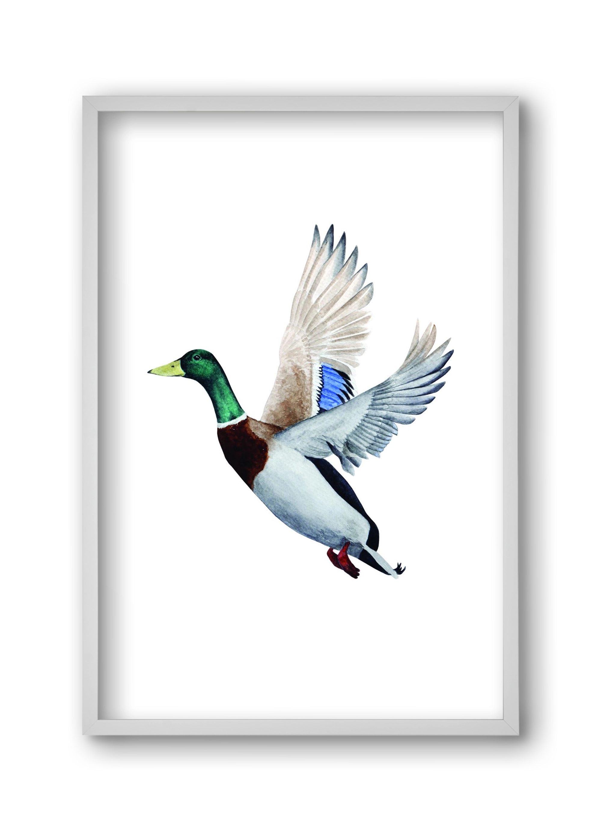 duck, 30x45 cm (30x45 cm), Fehér keret