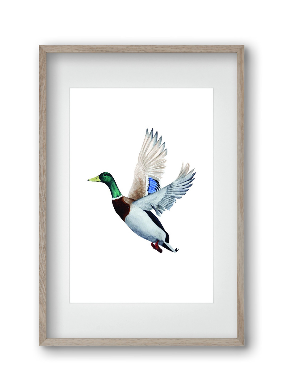 duck, 30x45 cm (20x30 cm), Tölgy keret, paszpartuval