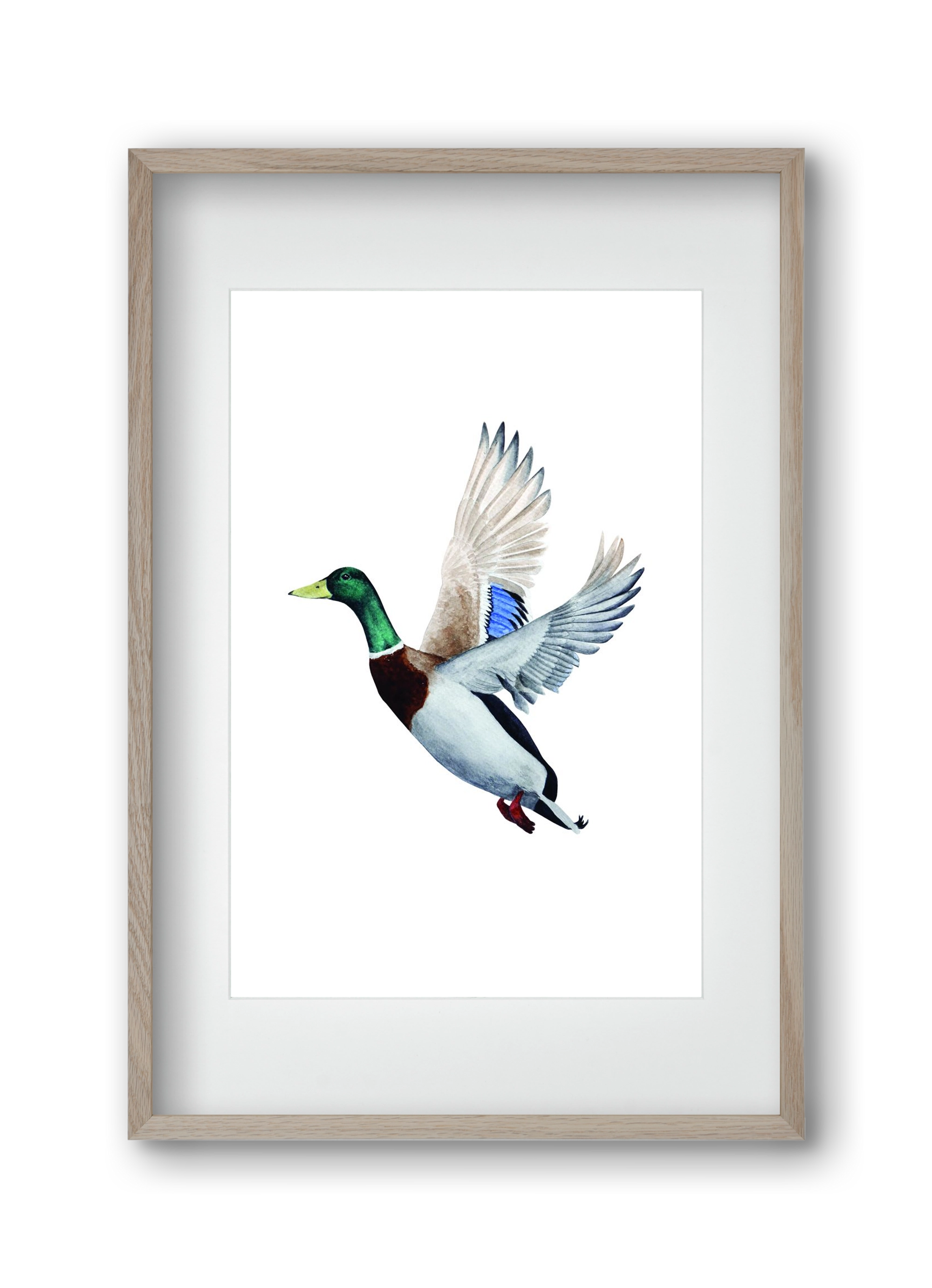 duck, 30x45 cm (20x30 cm), Tölgy keret, paszpartuval