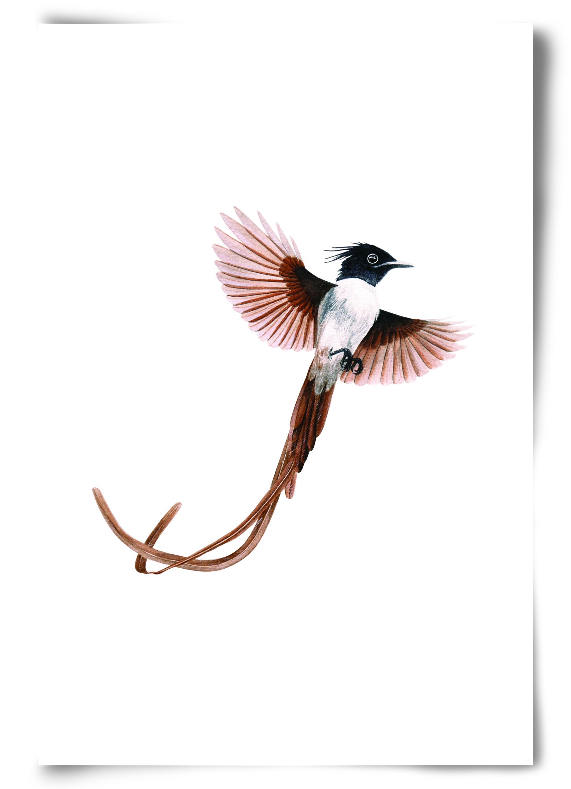 flycatcher, 60x90 cm, Keret nélkül
