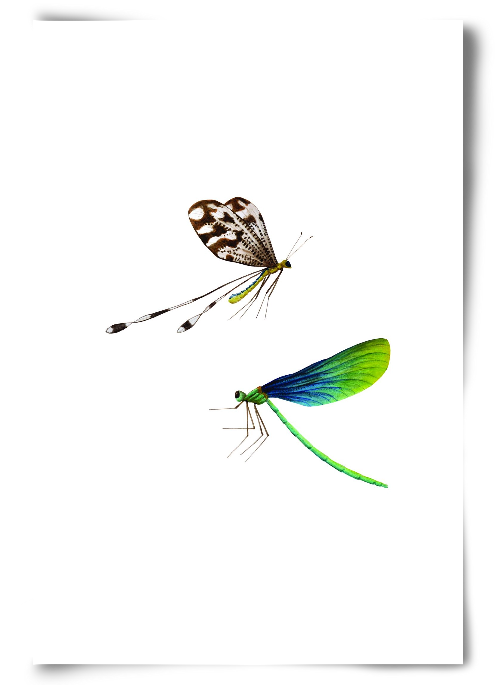 dragonflies, 60x90 cm, Keret nélkül