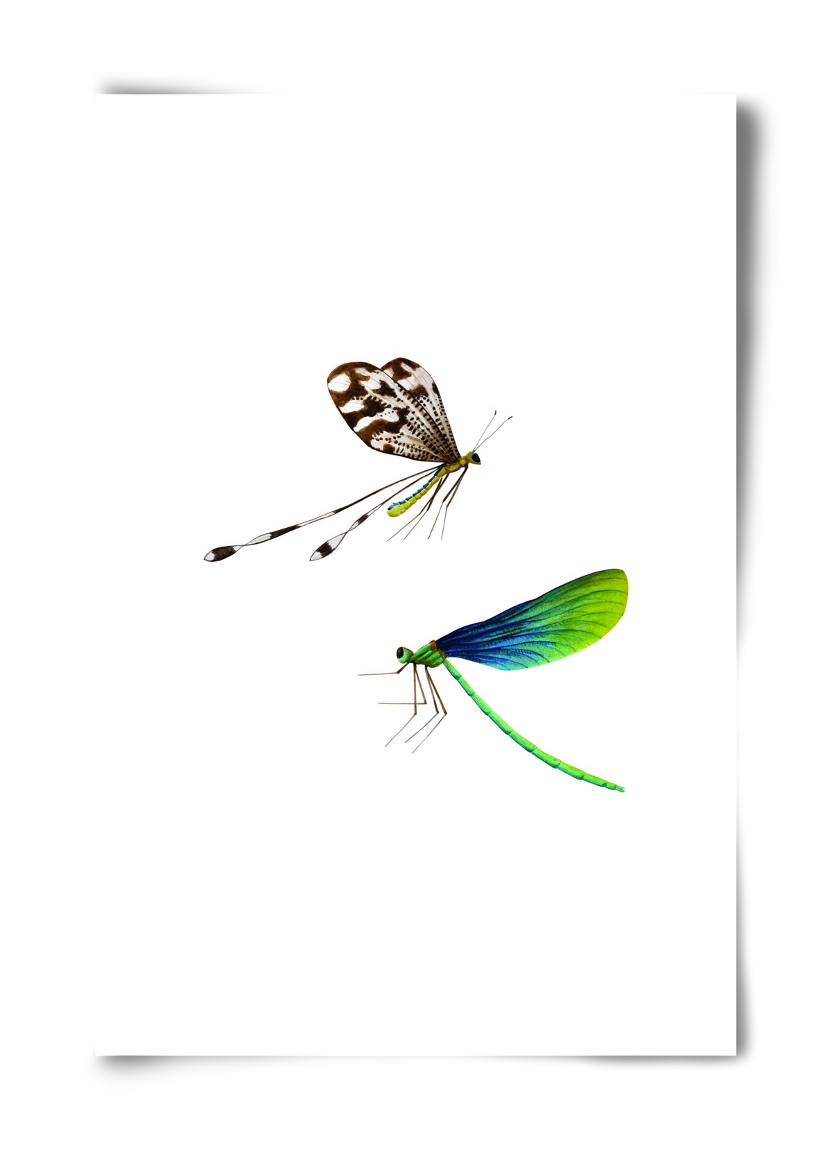 dragonflies, 40x60 cm, Keret nélkül