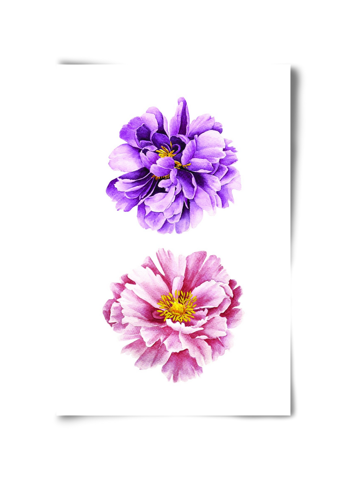 peonies, 30x45 cm, Keret nélkül