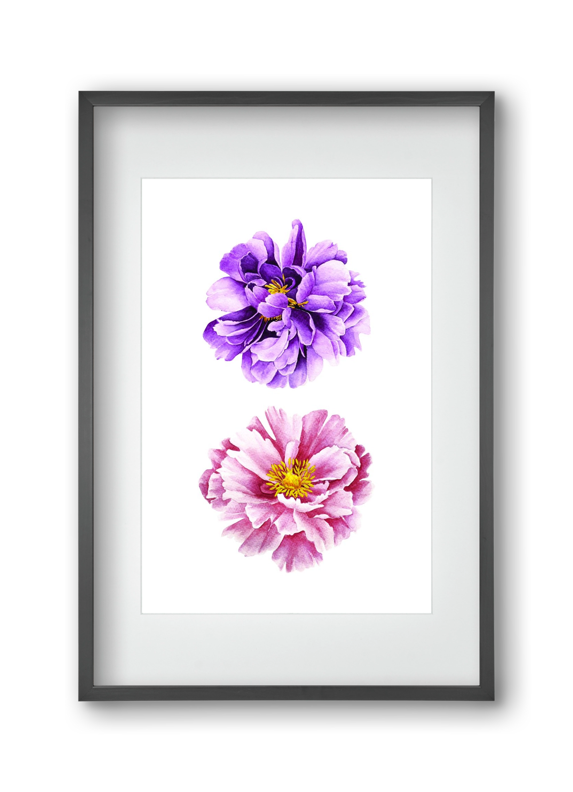 peonies, 30x45 cm (20x30 cm), Fekete keret, paszpartuval