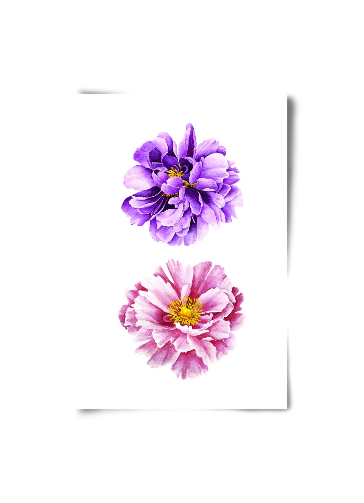 peonies, 20x30 cm, Keret nélkül