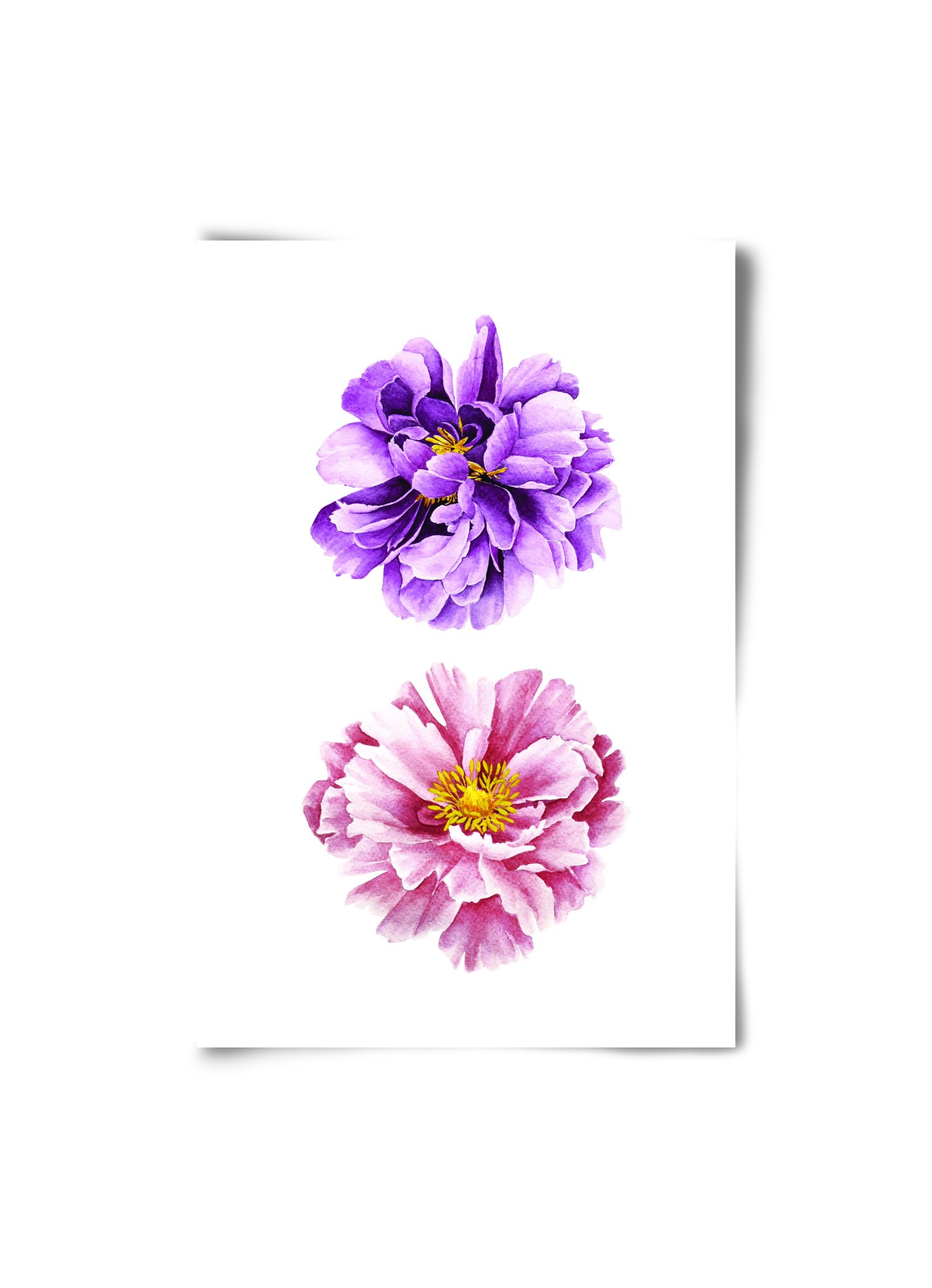 peonies, 20x30 cm, Keret nélkül