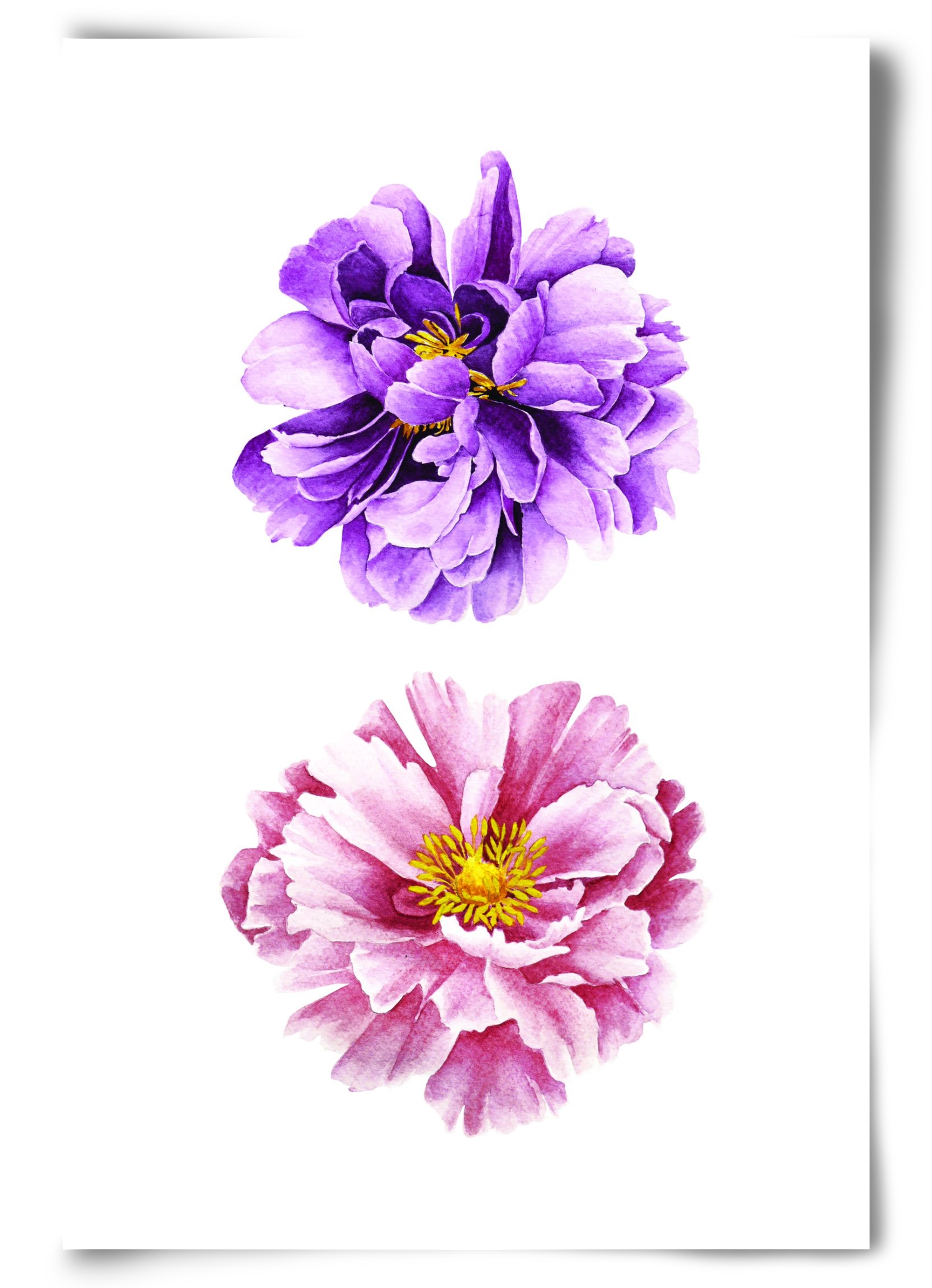 peonies, 60x90 cm, Keret nélkül