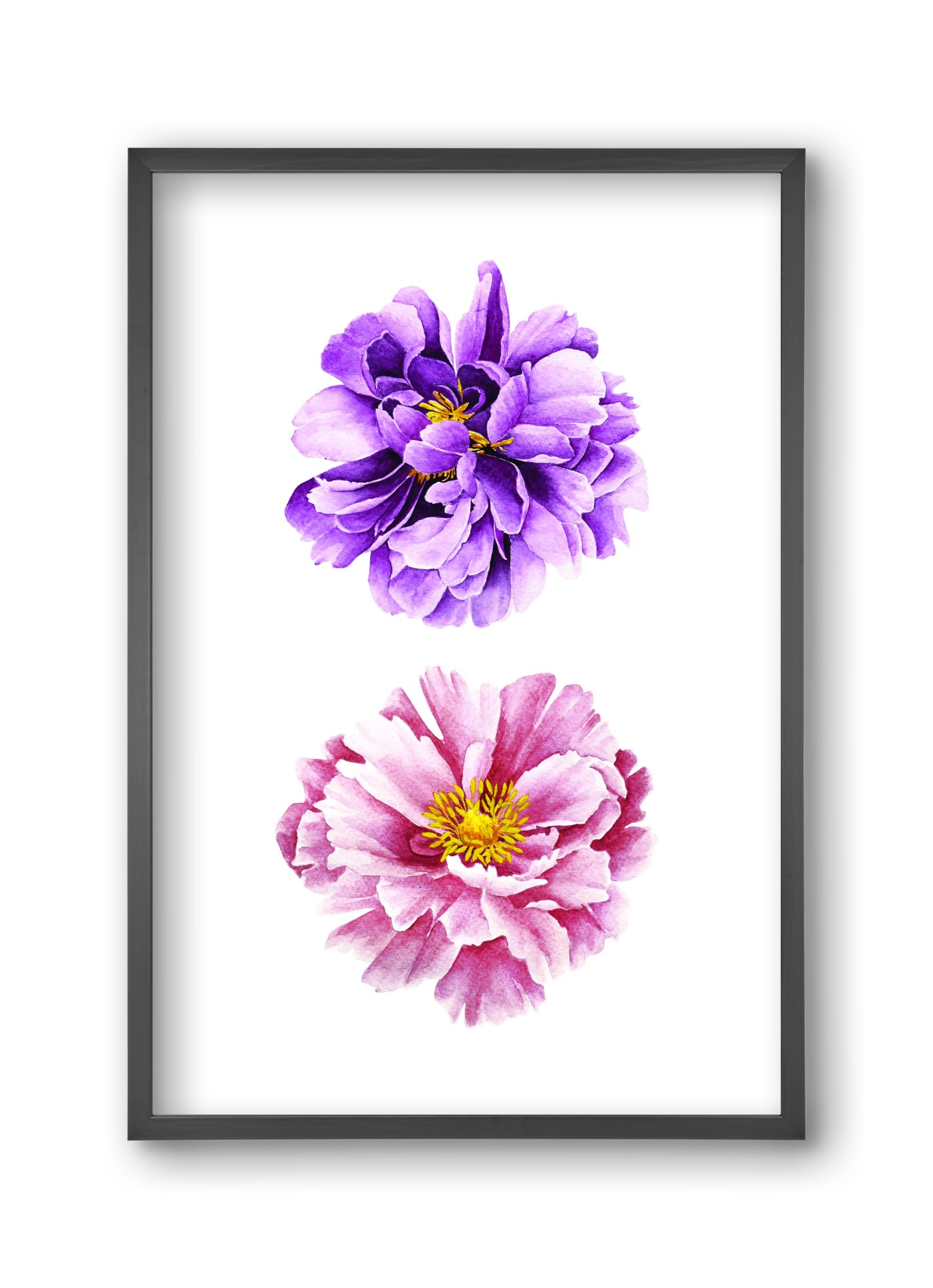 peonies, 30x45 cm (30x45 cm), Fekete keret