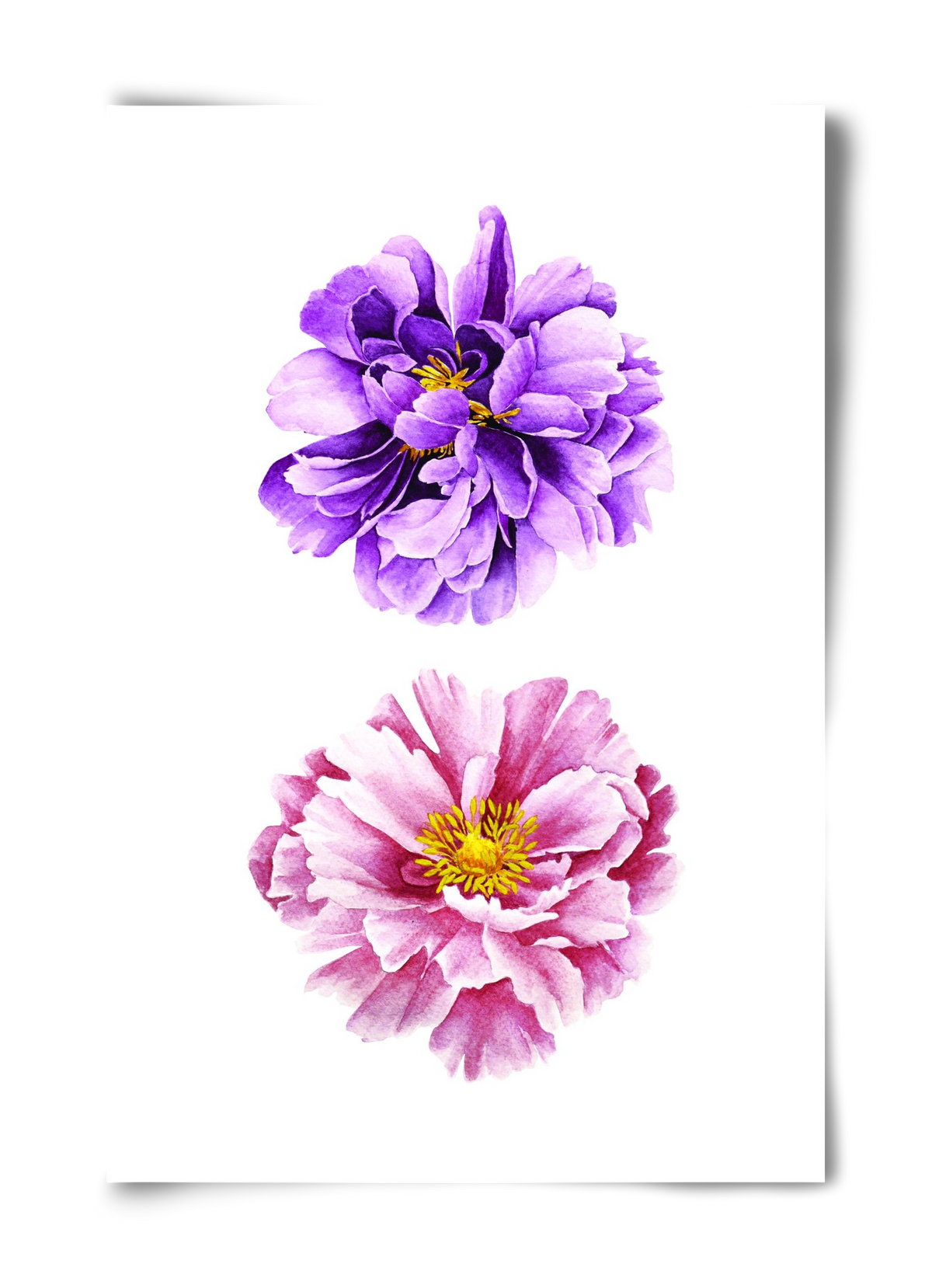 peonies, 40x60 cm, Keret nélkül