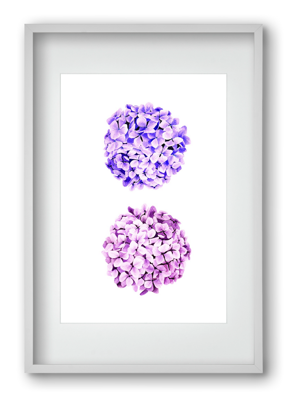 hydrangea, 40x60 cm (30x45 cm), Fehér keret, paszpartuval