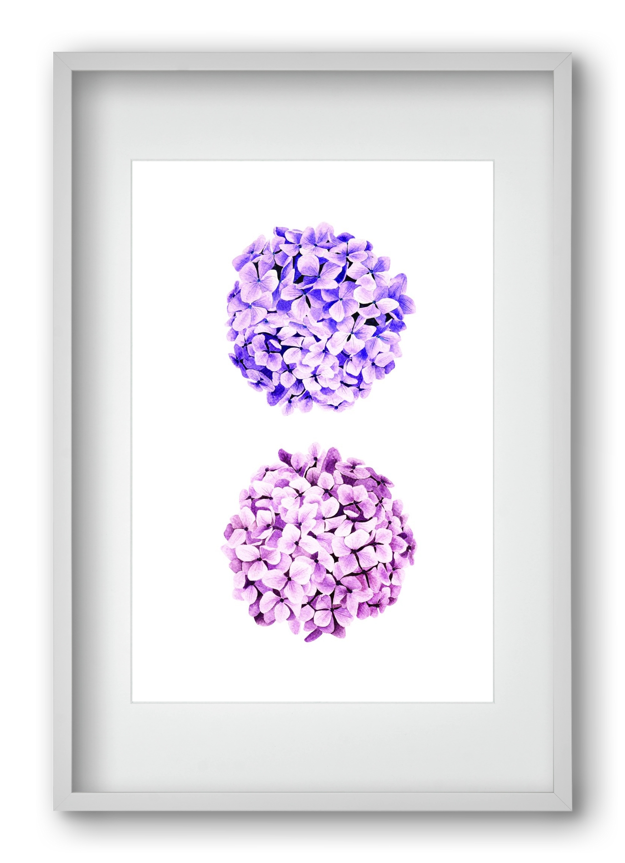 hydrangea, 40x60 cm (30x45 cm), Fehér keret, paszpartuval