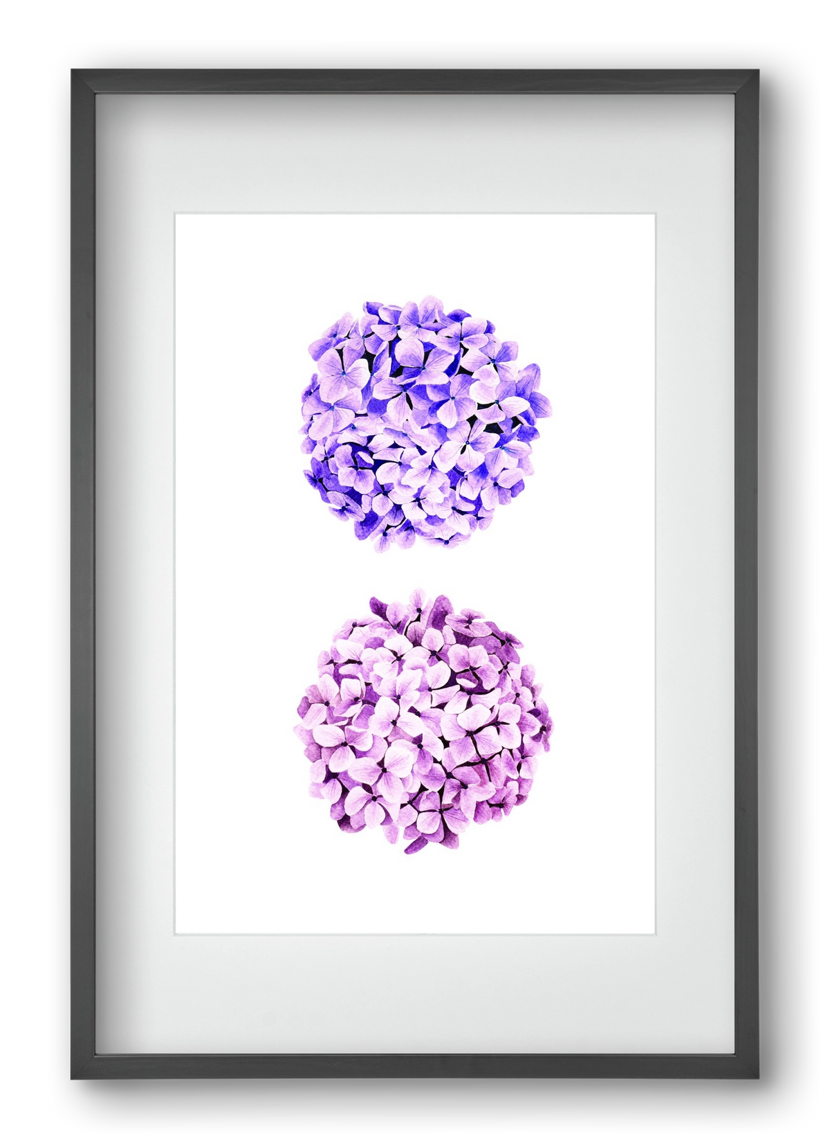 hydrangea, 40x60 cm (30x45 cm), Fekete keret, paszpartuval