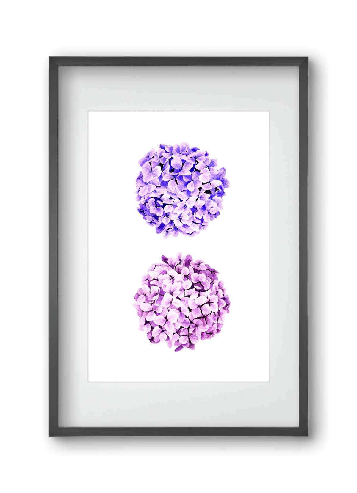 hydrangea, 30x45 cm (20x30 cm), Fekete keret, paszpartuval