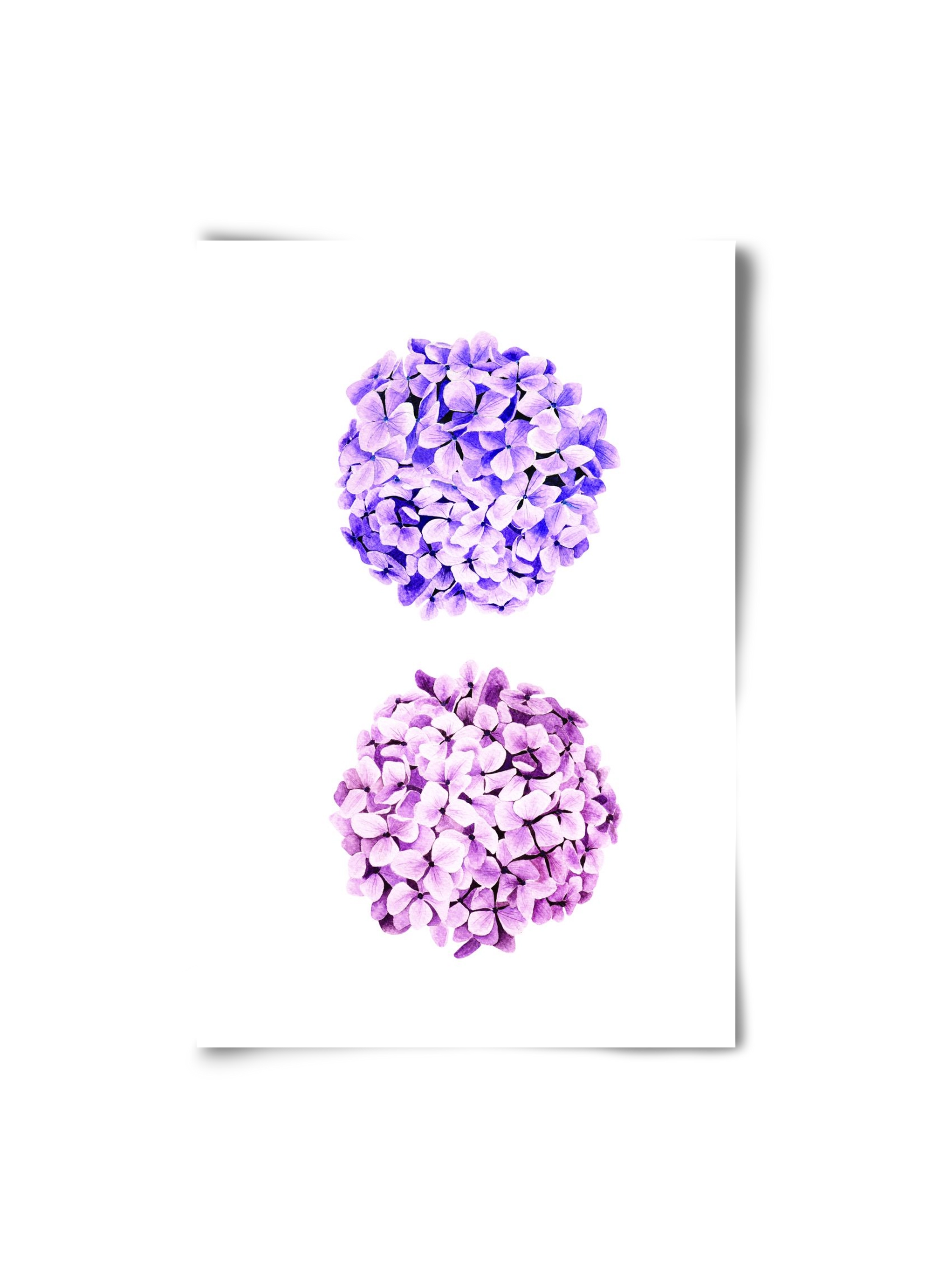 hydrangea, 20x30 cm, Keret nélkül