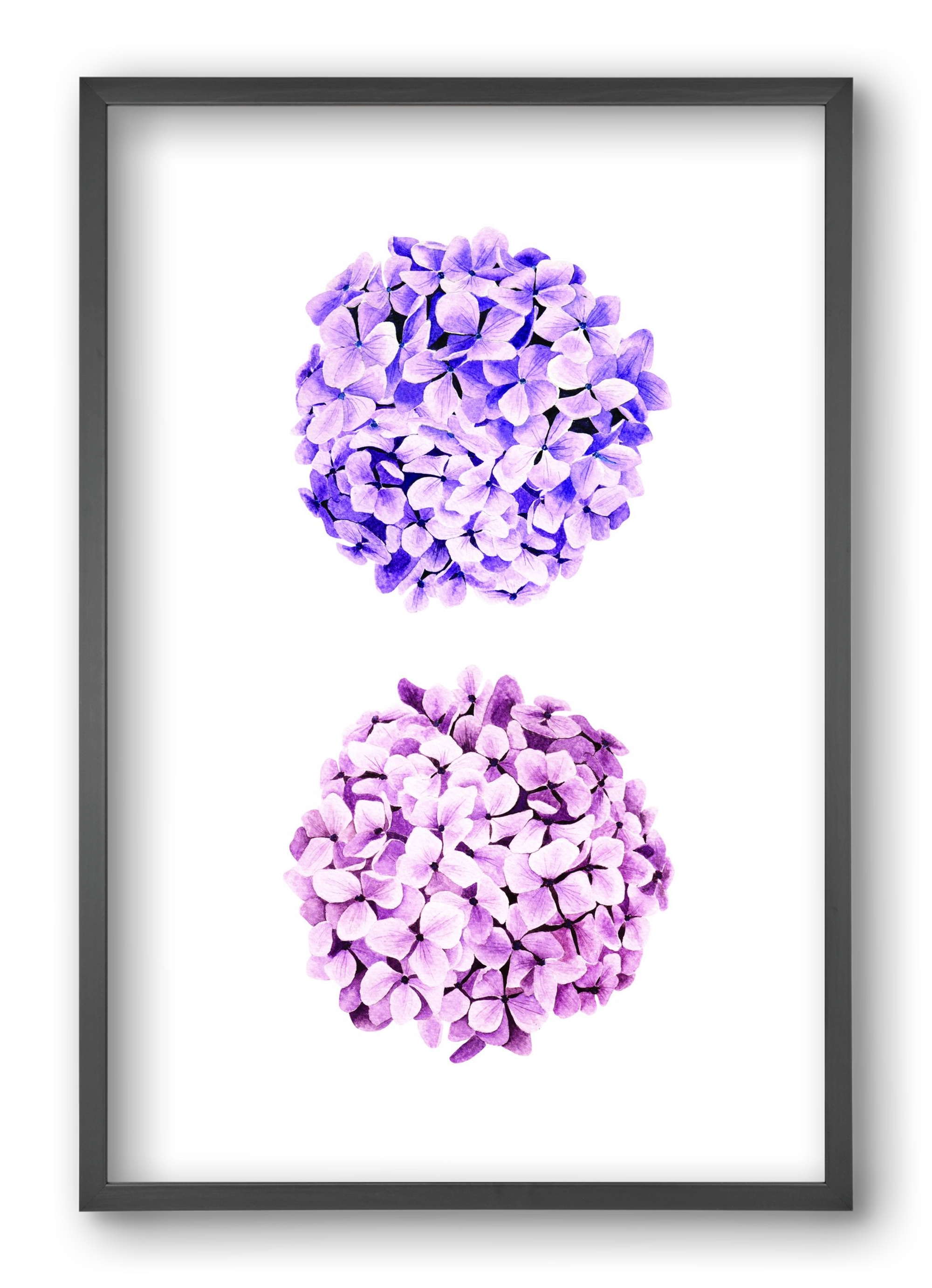 hydrangea, 40x60 cm (40x60 cm), Fekete keret