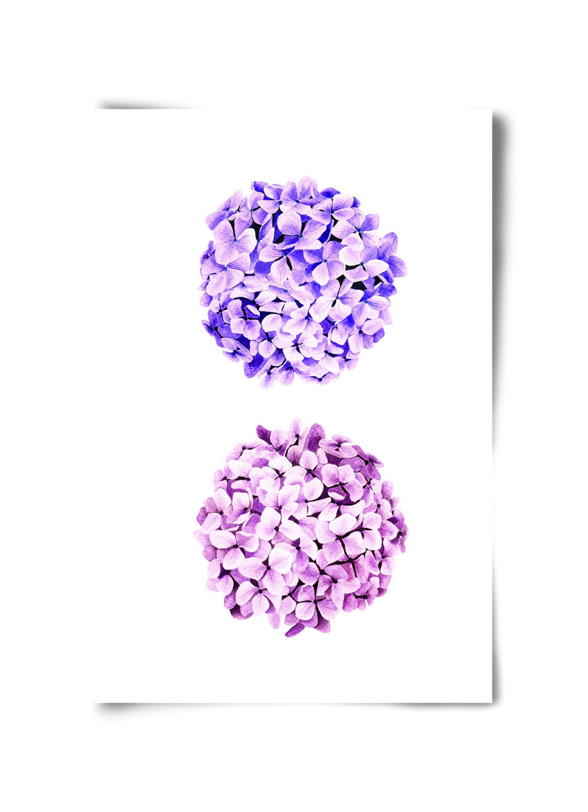 hydrangea, 30x45 cm, Keret nélkül