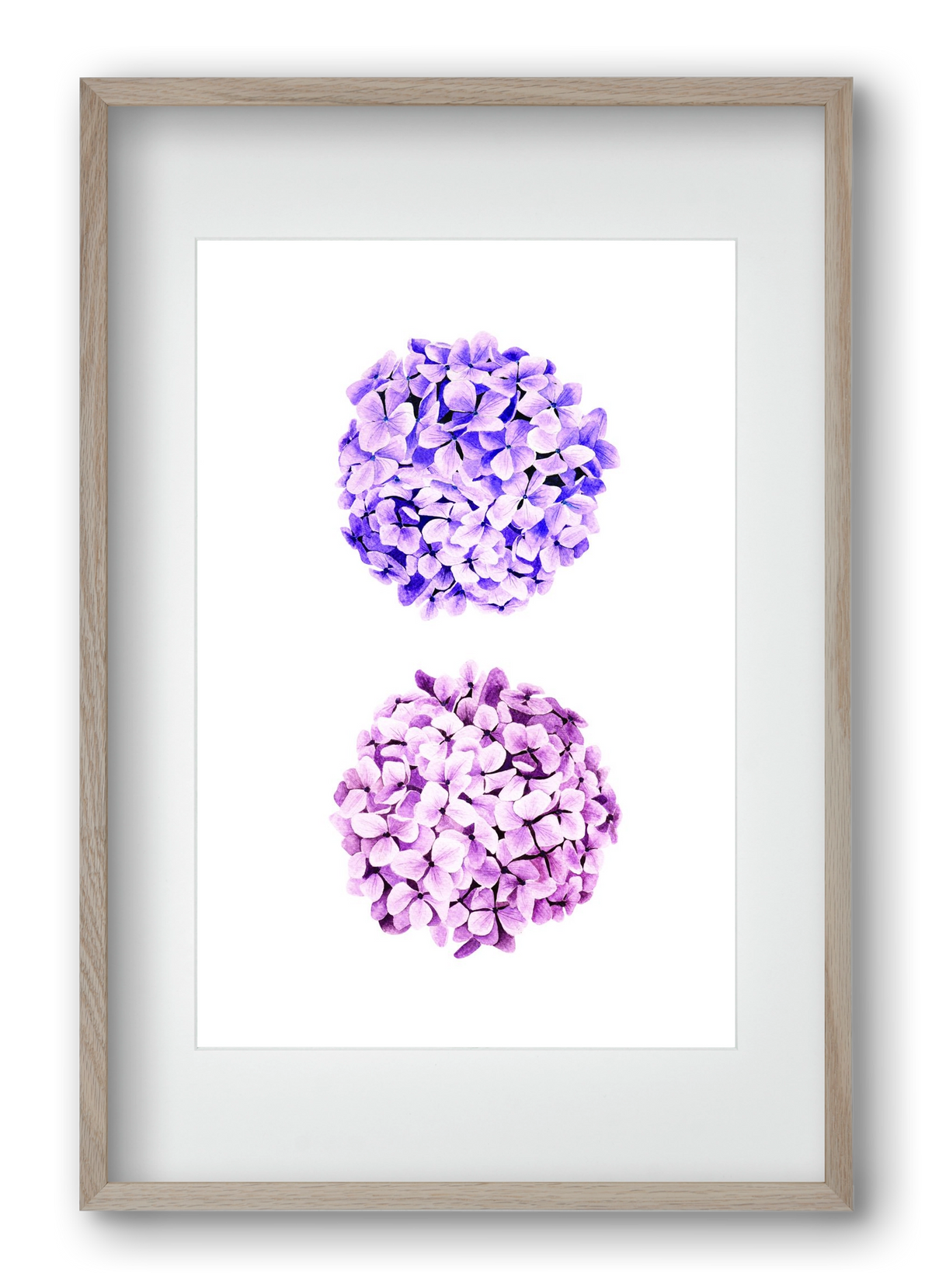 hydrangea, 40x60 cm (30x45 cm), Tölgy keret, paszpartuval