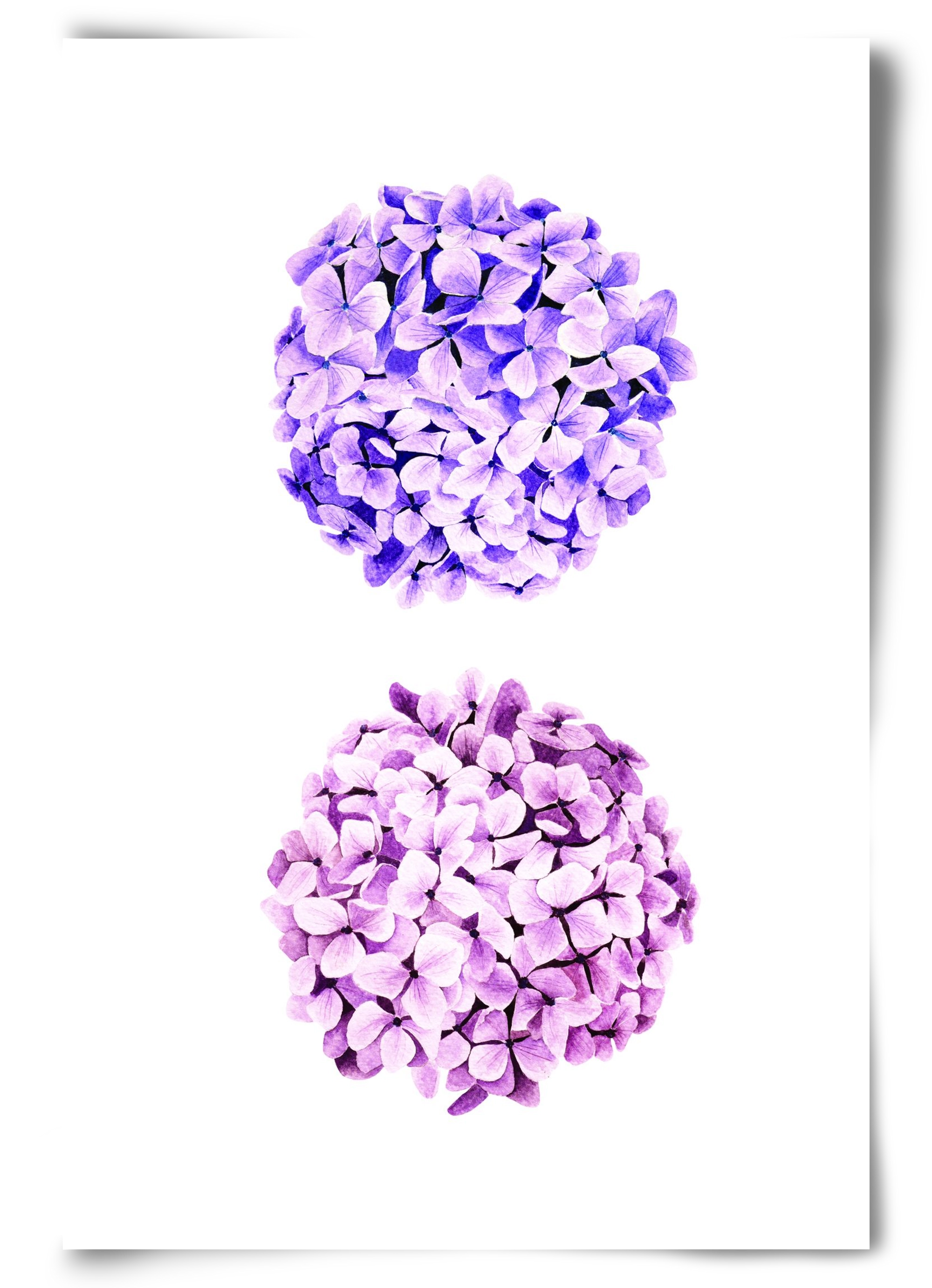 hydrangea, 60x90 cm, Keret nélkül