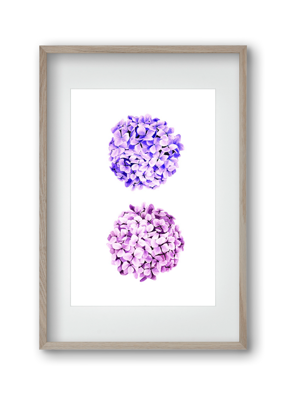 hydrangea, 30x45 cm (20x30 cm), Tölgy keret, paszpartuval