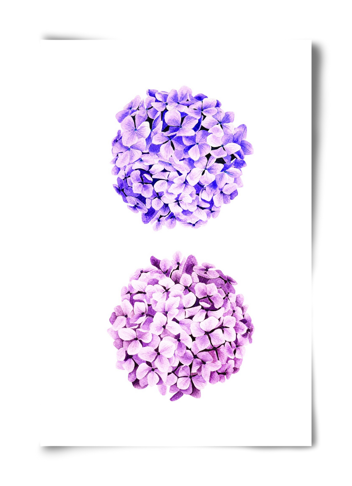 hydrangea, 40x60 cm, Keret nélkül