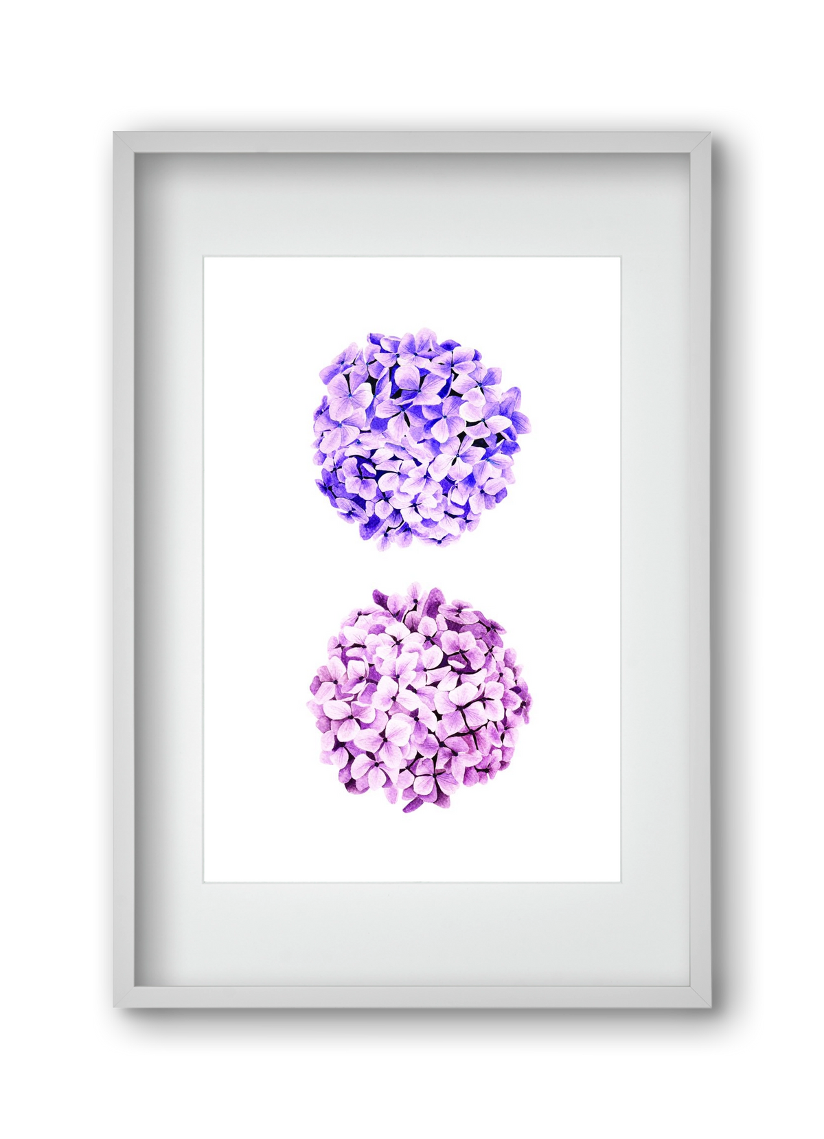 hydrangea, 30x45 cm (20x30 cm), Fehér keret, paszpartuval