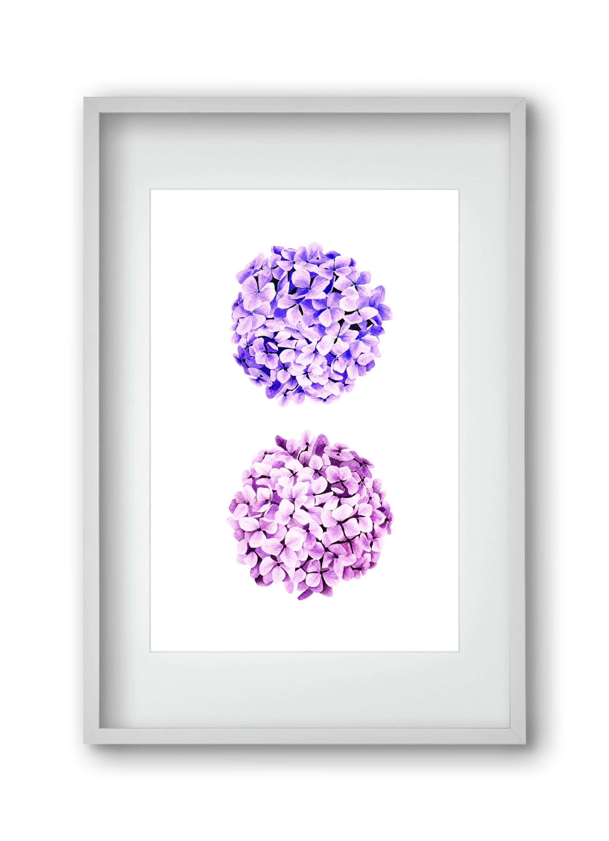 hydrangea, 30x45 cm (20x30 cm), Fehér keret, paszpartuval