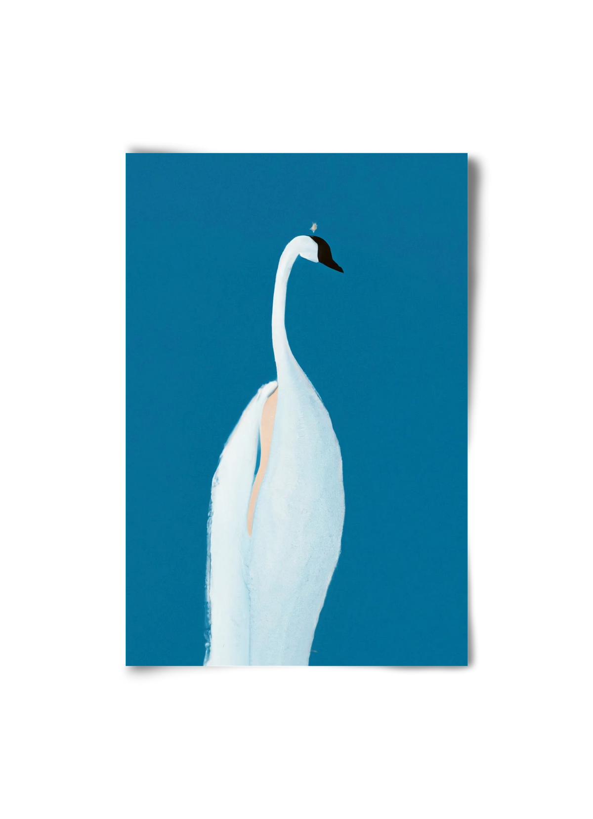 Swan maybe, 20x30 cm, Keret nélkül